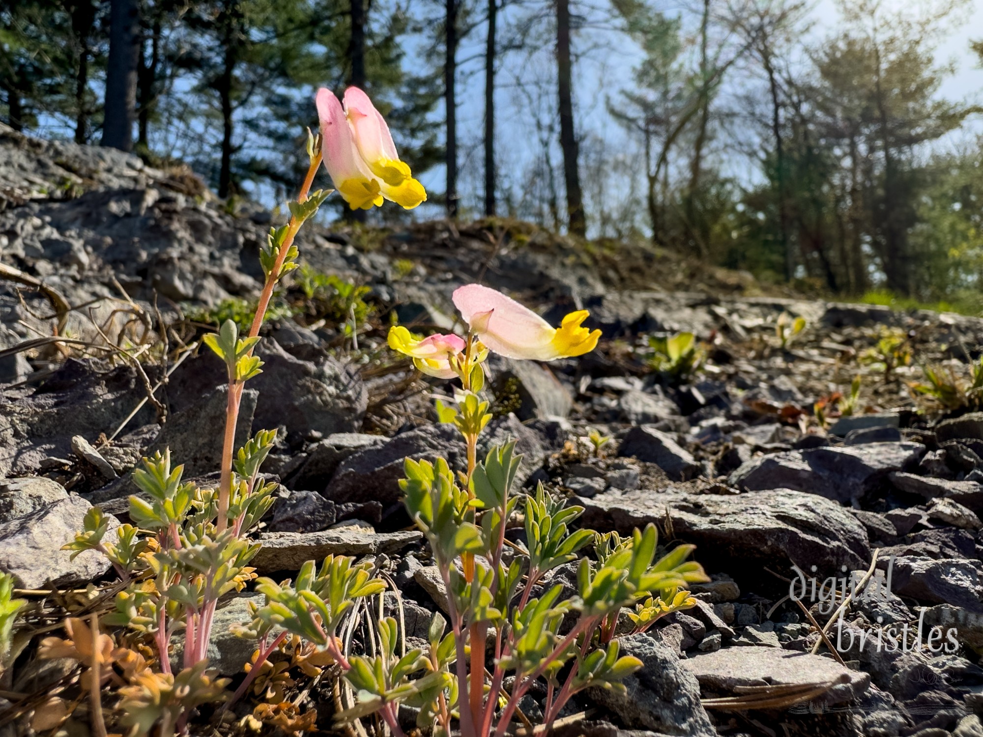 Rocky ledge hosts Rock Harlequin (Pink Corydalis) flowers pushing up through into early Spring sunshine