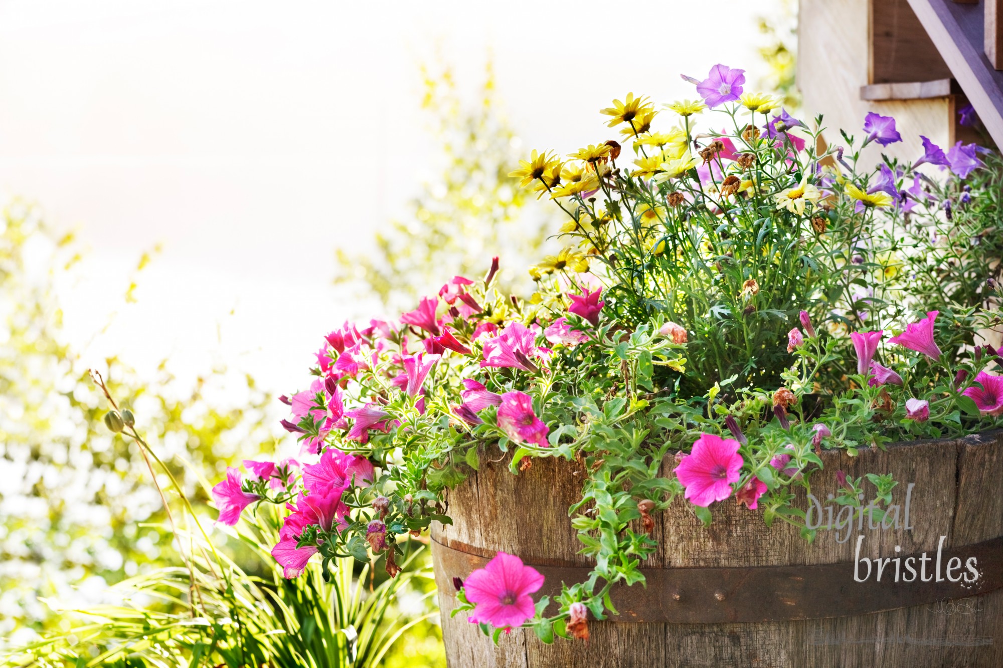 Wooden tub planter spilling over with summer blossoms