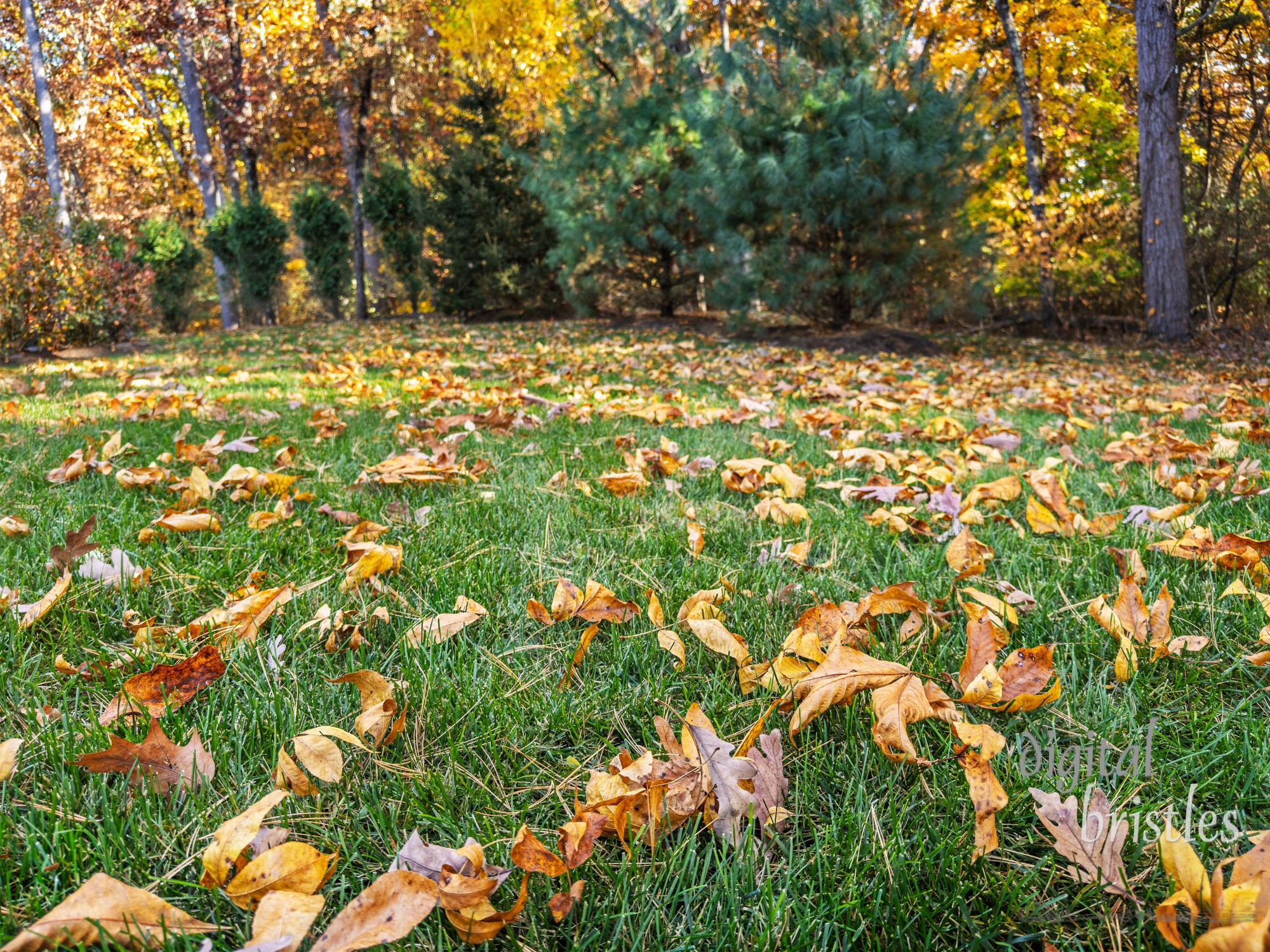 Bright Autumn sunshine lights up all the leaves waiting to fall on the covered grass