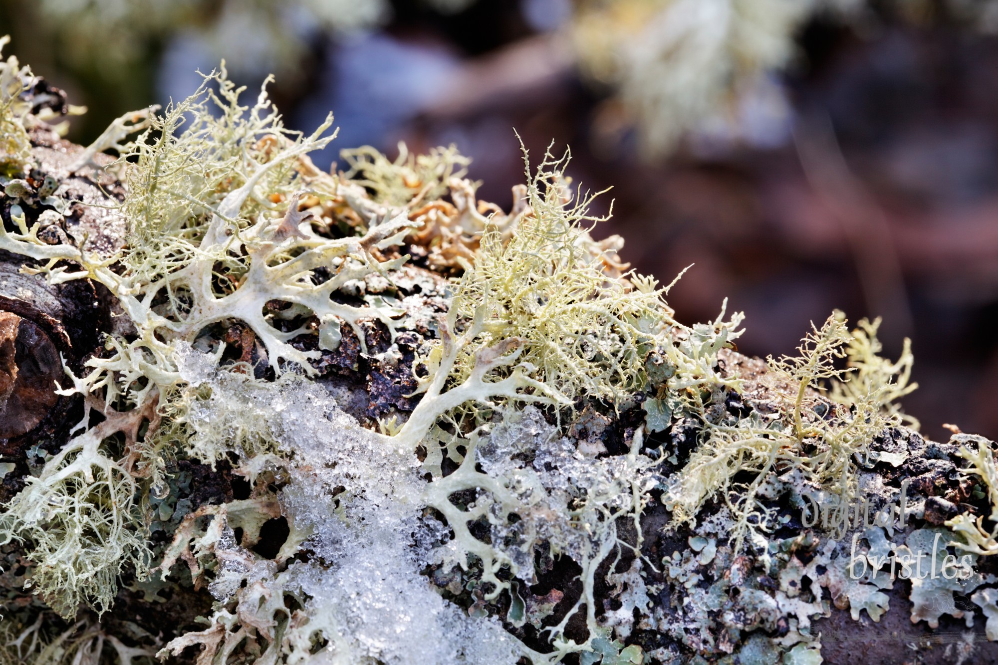 Snow and ice on winter lichens in the wet Pacific Northwest woods