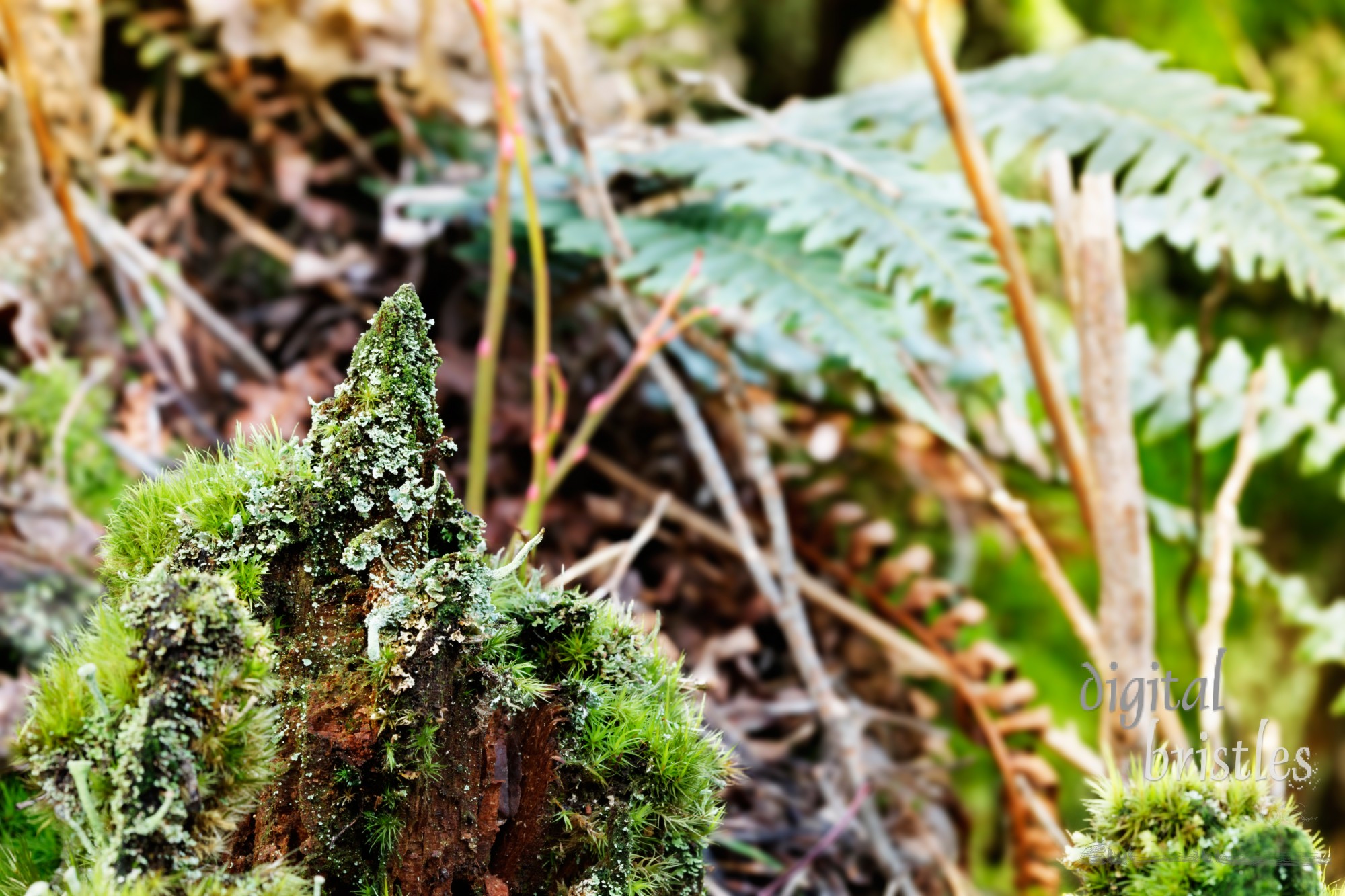 Moss and lichen thrive on a tree stump in the Pacific Northwest's wet winters