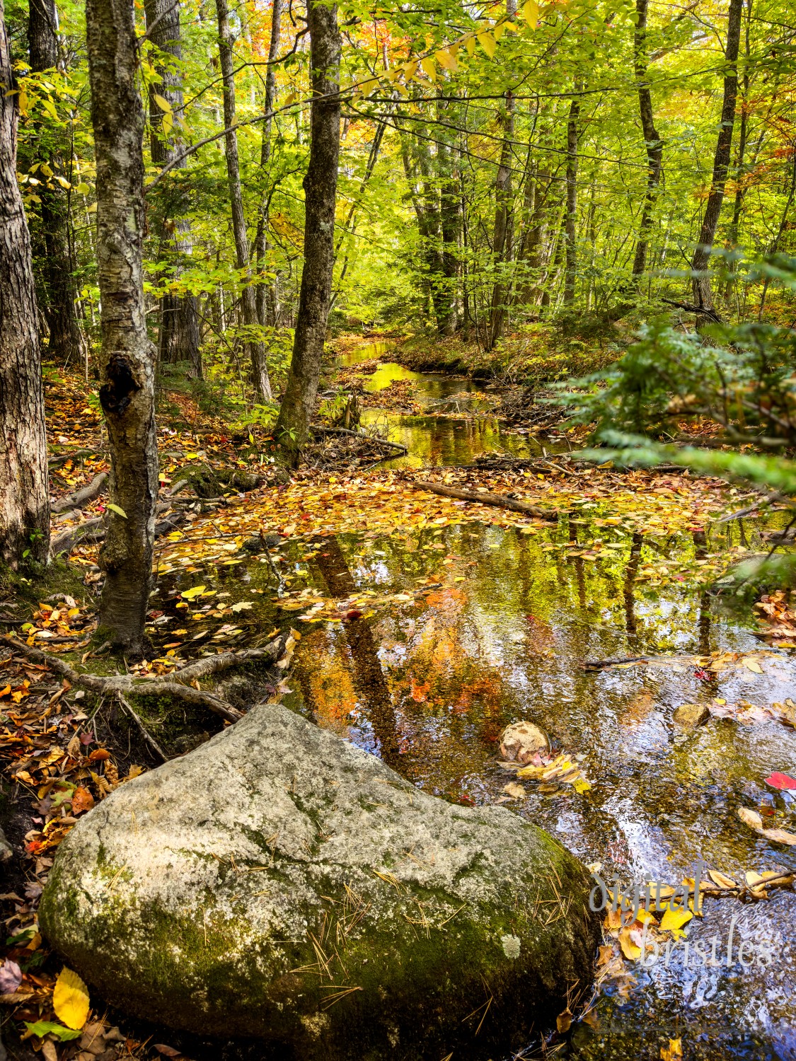 Heavily wooded stream by the cascade of Lucy Brook at Diana's Baths, Bartlett, New Hampshire