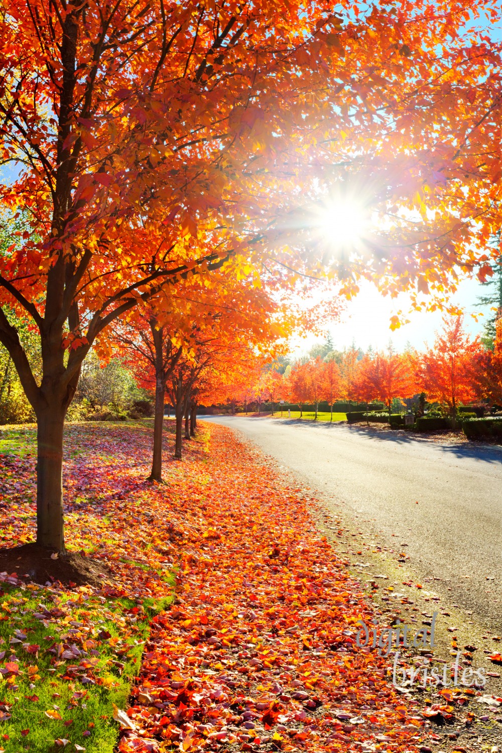 Orange leaves lit up by late afternoon autumn sunshine