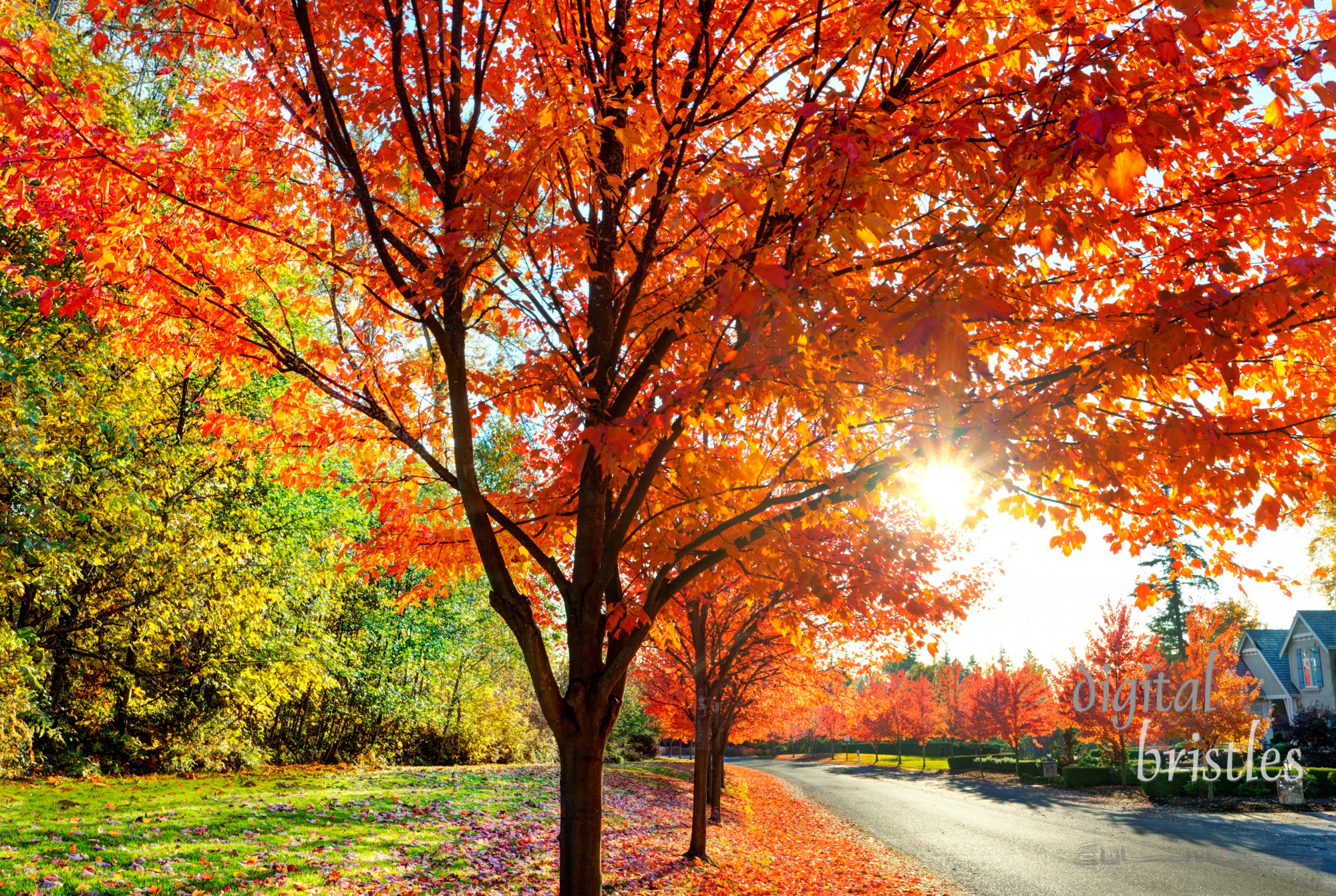 Brilliant autumn foliage lit up late on a sunny afternoon