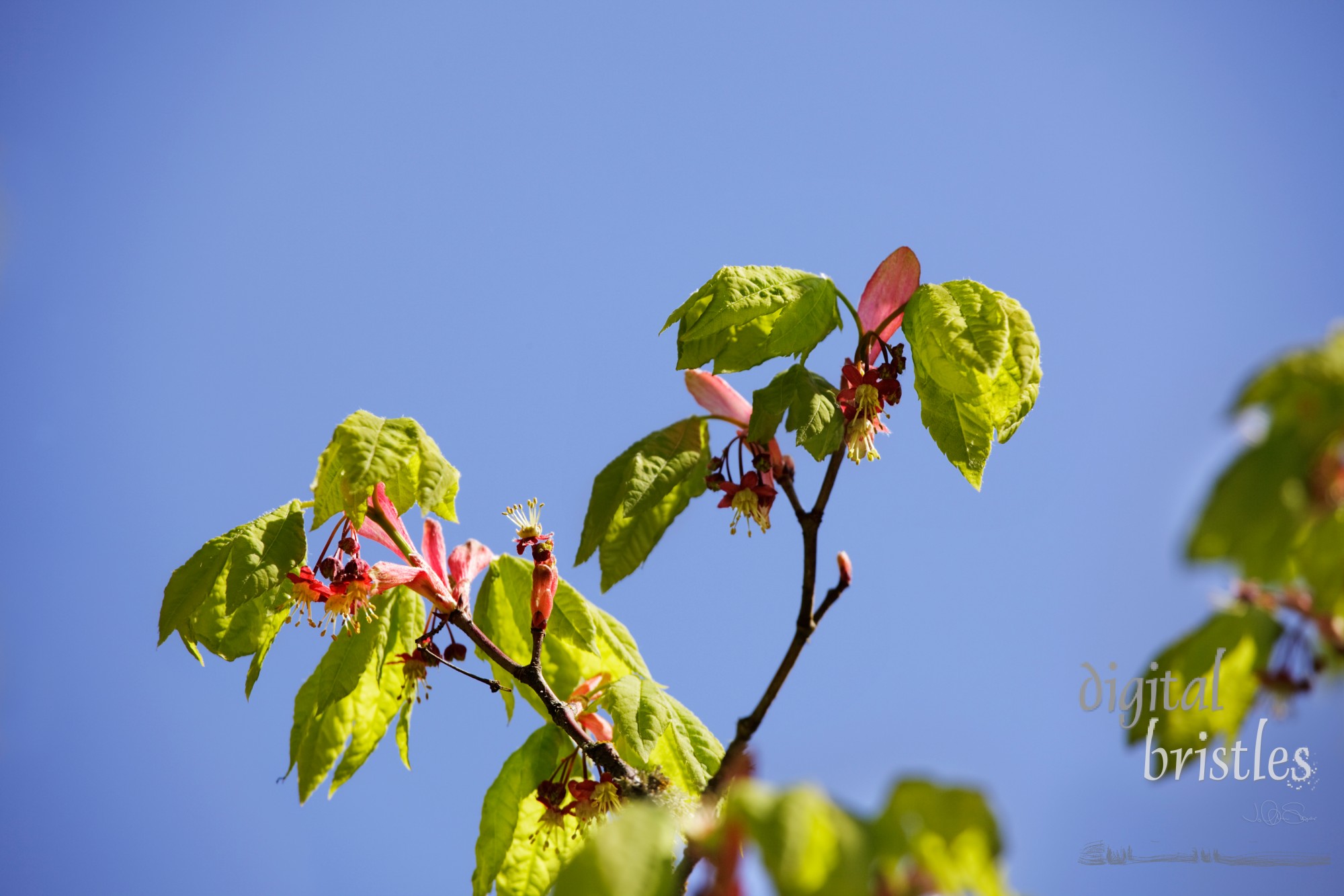 New spring growth of maple leaves and flowers