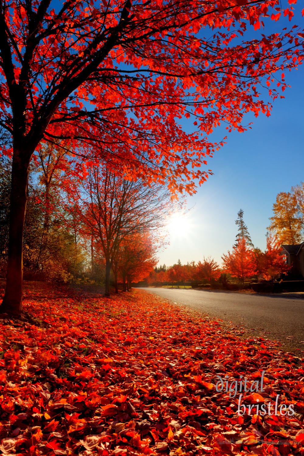 Fallen red maple leaves line the edge of a quiet road on an autumn afternoon