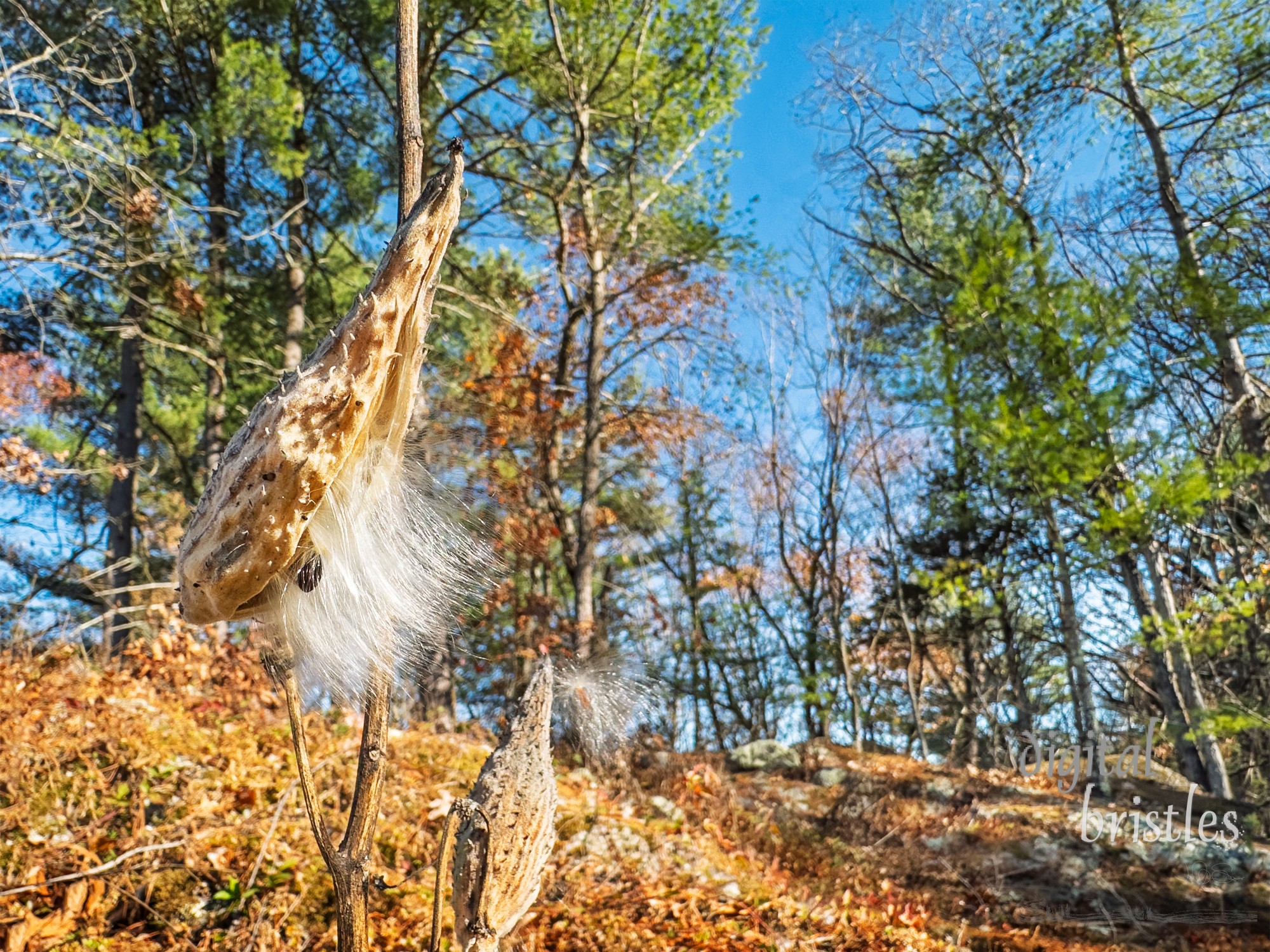 Bright fall sunshine lights up the final silky  milkweed seeds  ready to blow out of the pod