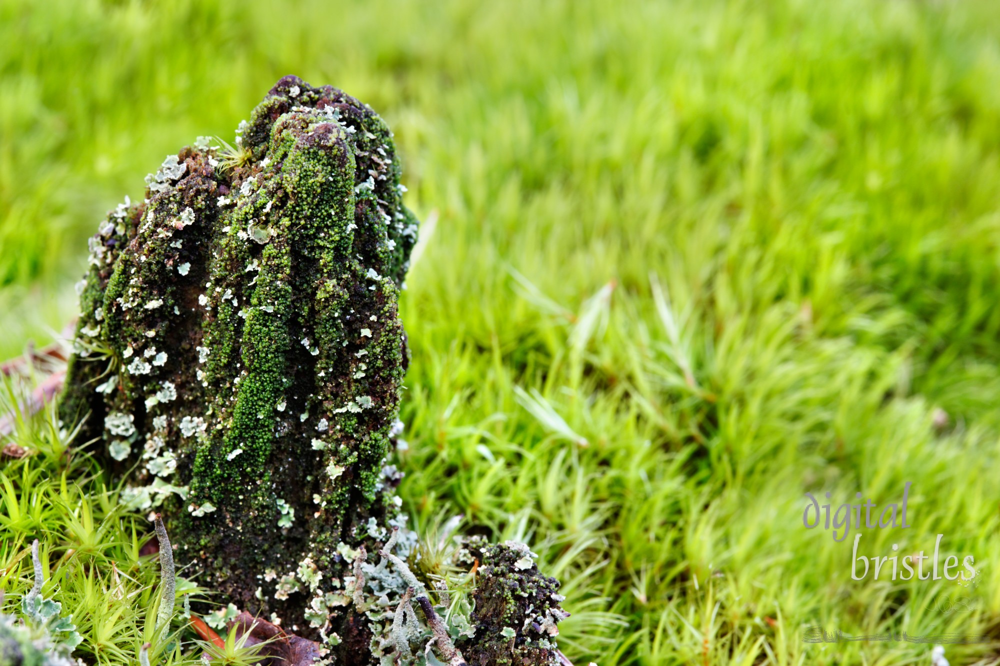 Moss & lichen covered tree bark in a 