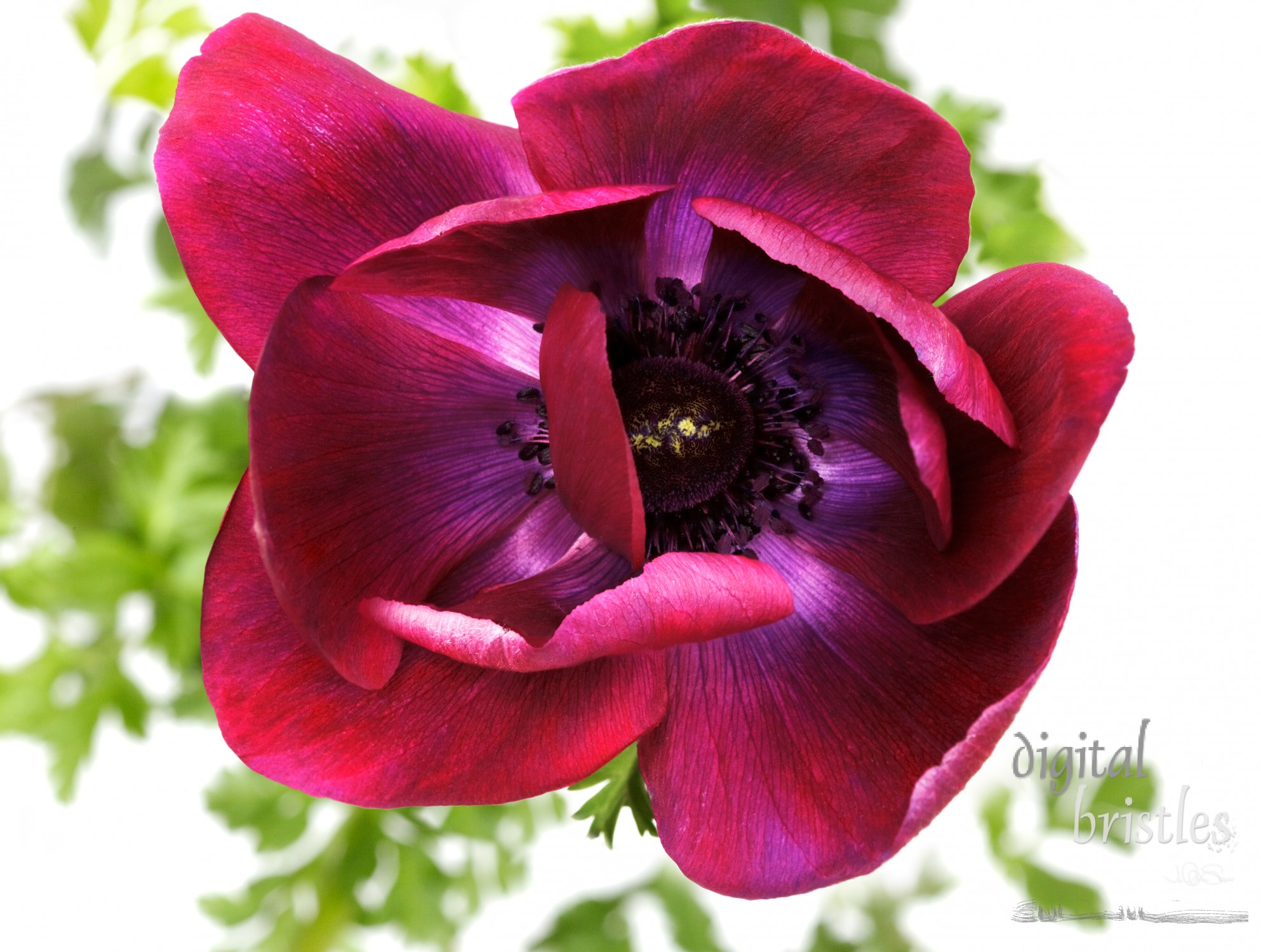 Macro shot of a purple poppy anemone - Mona Lisa