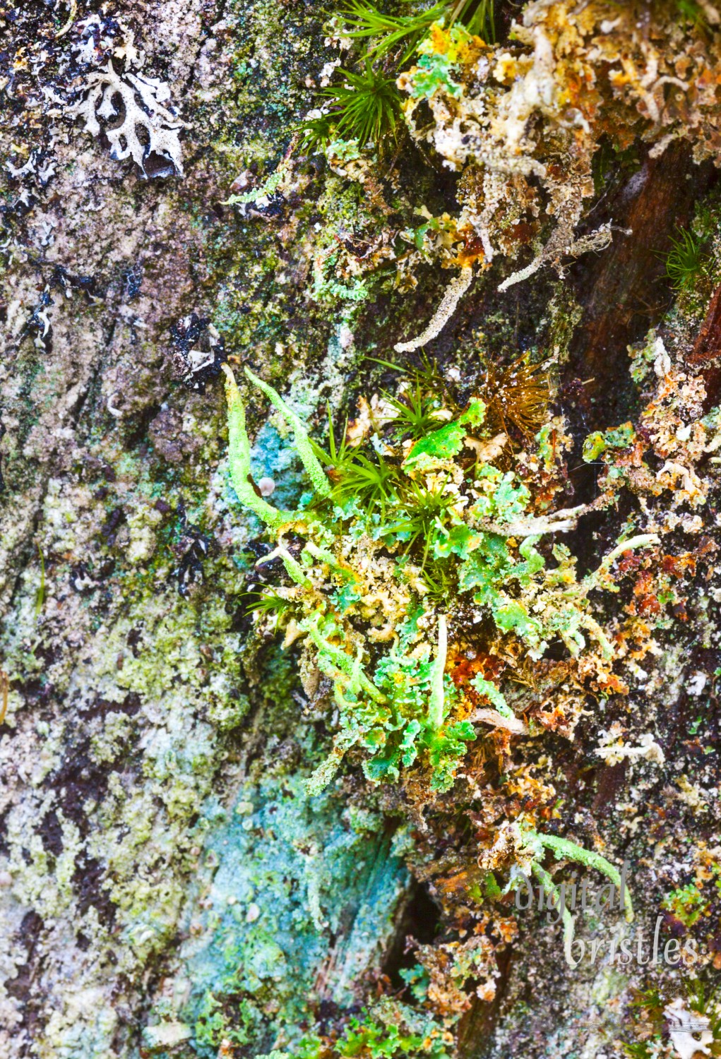 Colorful, damp tree bark alive with a huge array of different mosses and lichens