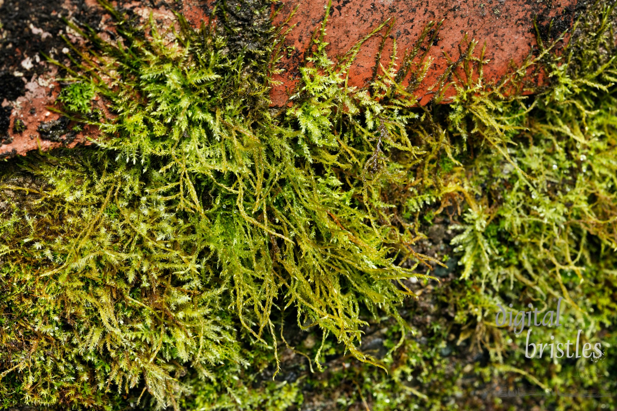 Moss and lichen thrive brick in the Pacific Northwest's wet winters