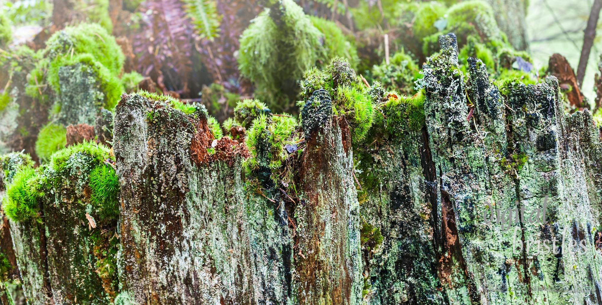 Craggy edge of an old snag covered in moss and lichen forms a tall wall like boundary