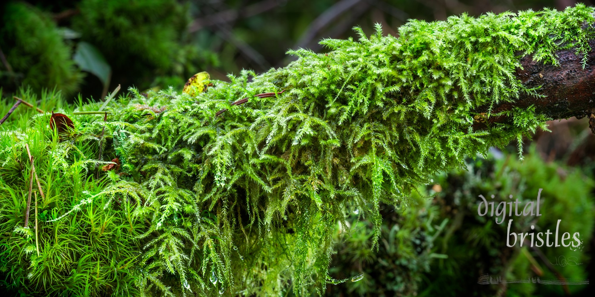 Moss taking over a branch as the fall and winter rains soak the Pacific Northwest