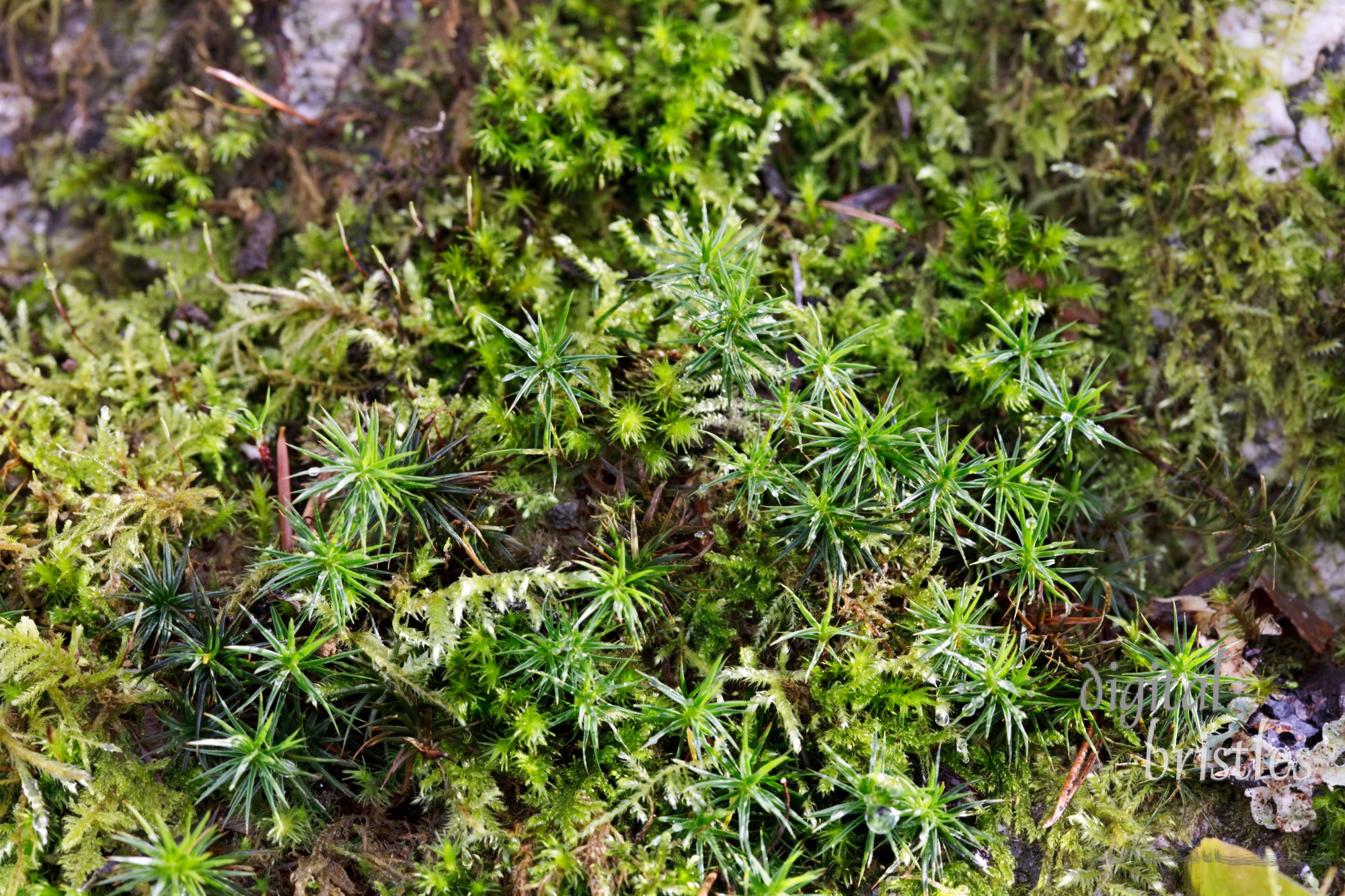 Moss and lichen thrive on a rock in the Pacific Northwest's wet winters