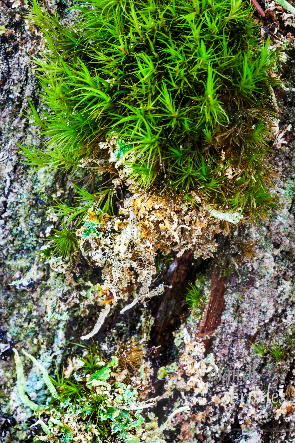 Haircap moss and lichens colonize the surface of an old tree snag in the wet Pacific Northwest