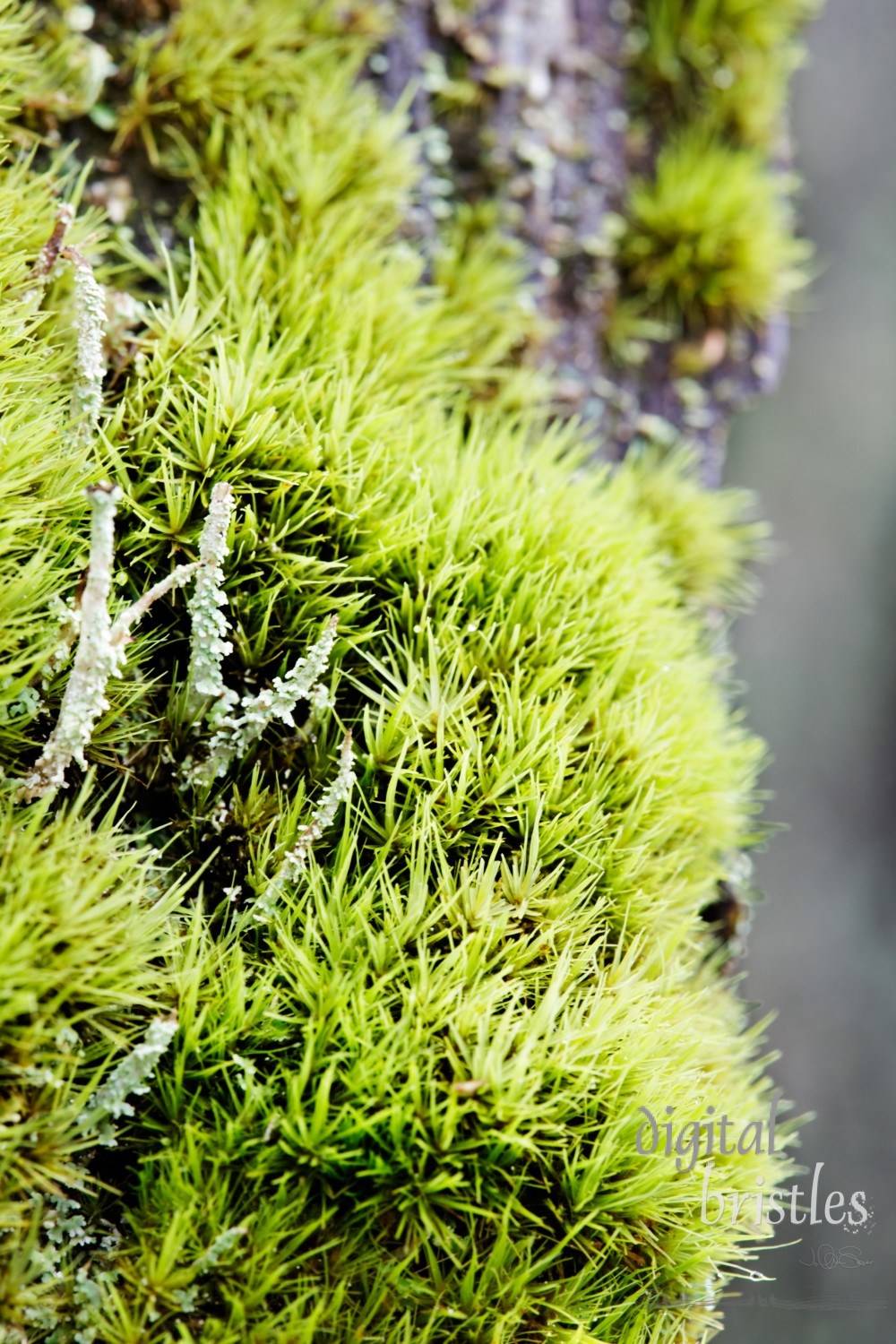 Moss and lichen thrive on a tree stump in the Pacific Northwest's wet winters