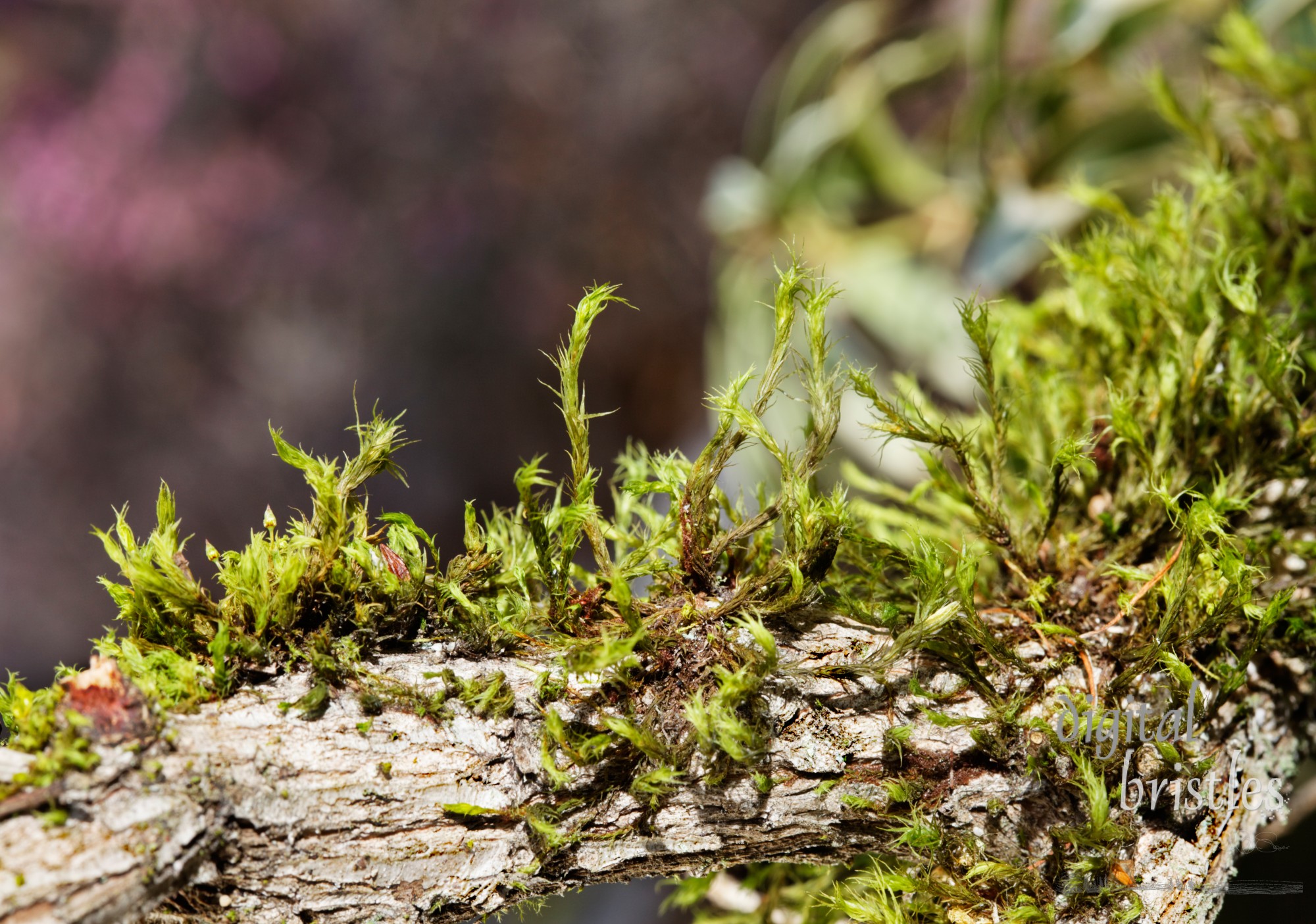 Moss thrives on a branch in the Pacific Northwest's wet winters