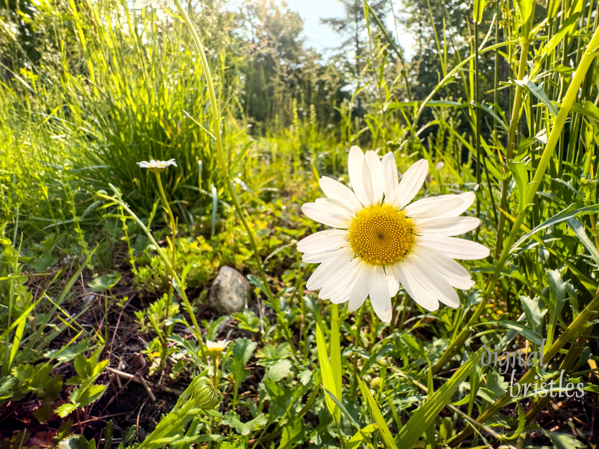 Pretty oxeye daisies brighten a section of rocky ledge; it's considered an invasive weed in many US states