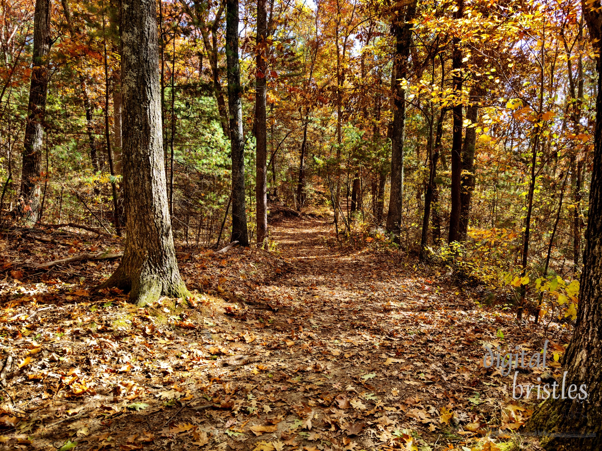 Trail through the Needham Town Forest on a warm and sunny October day