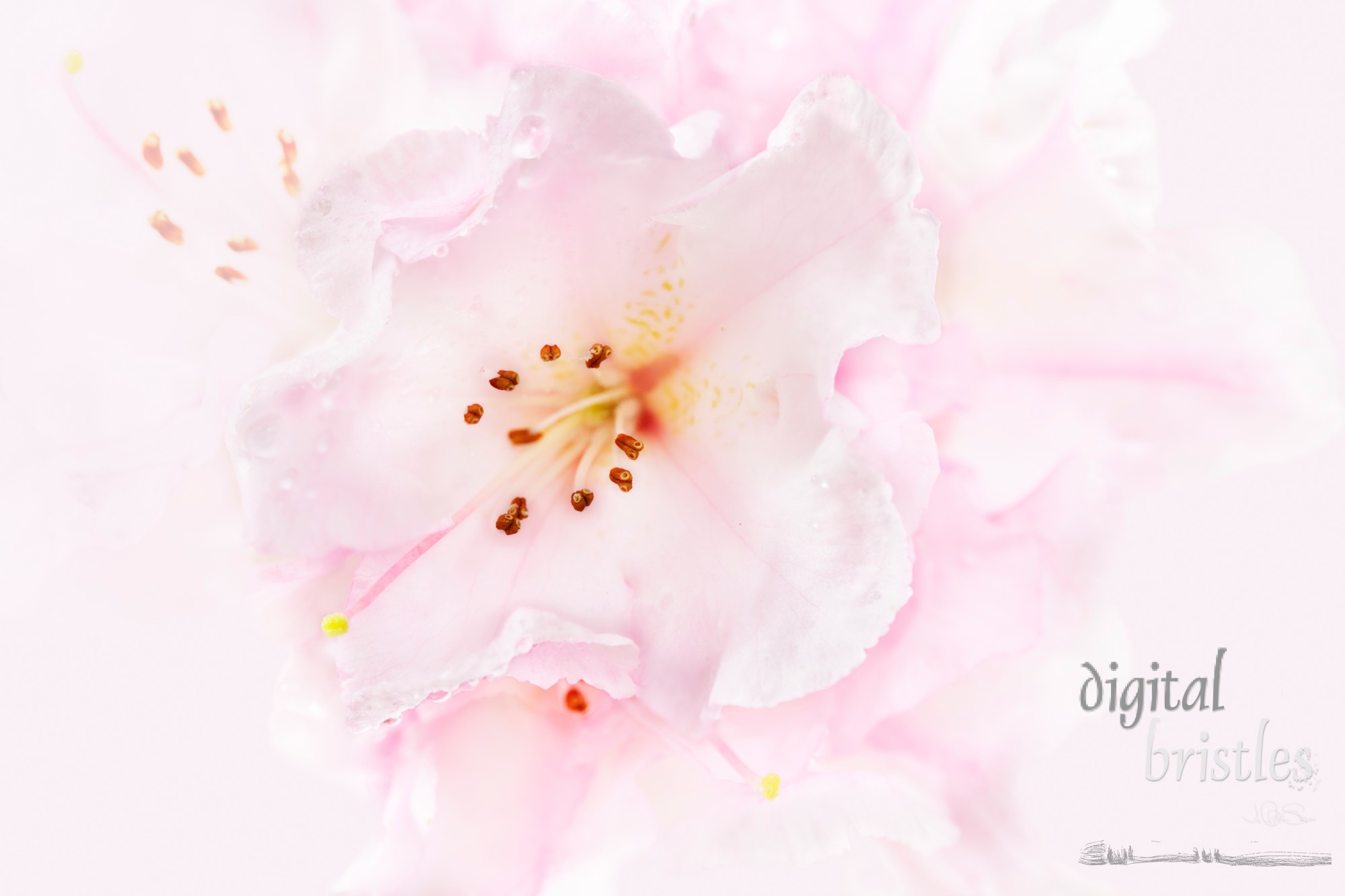 Frilly, wet pink rhododendron blossom