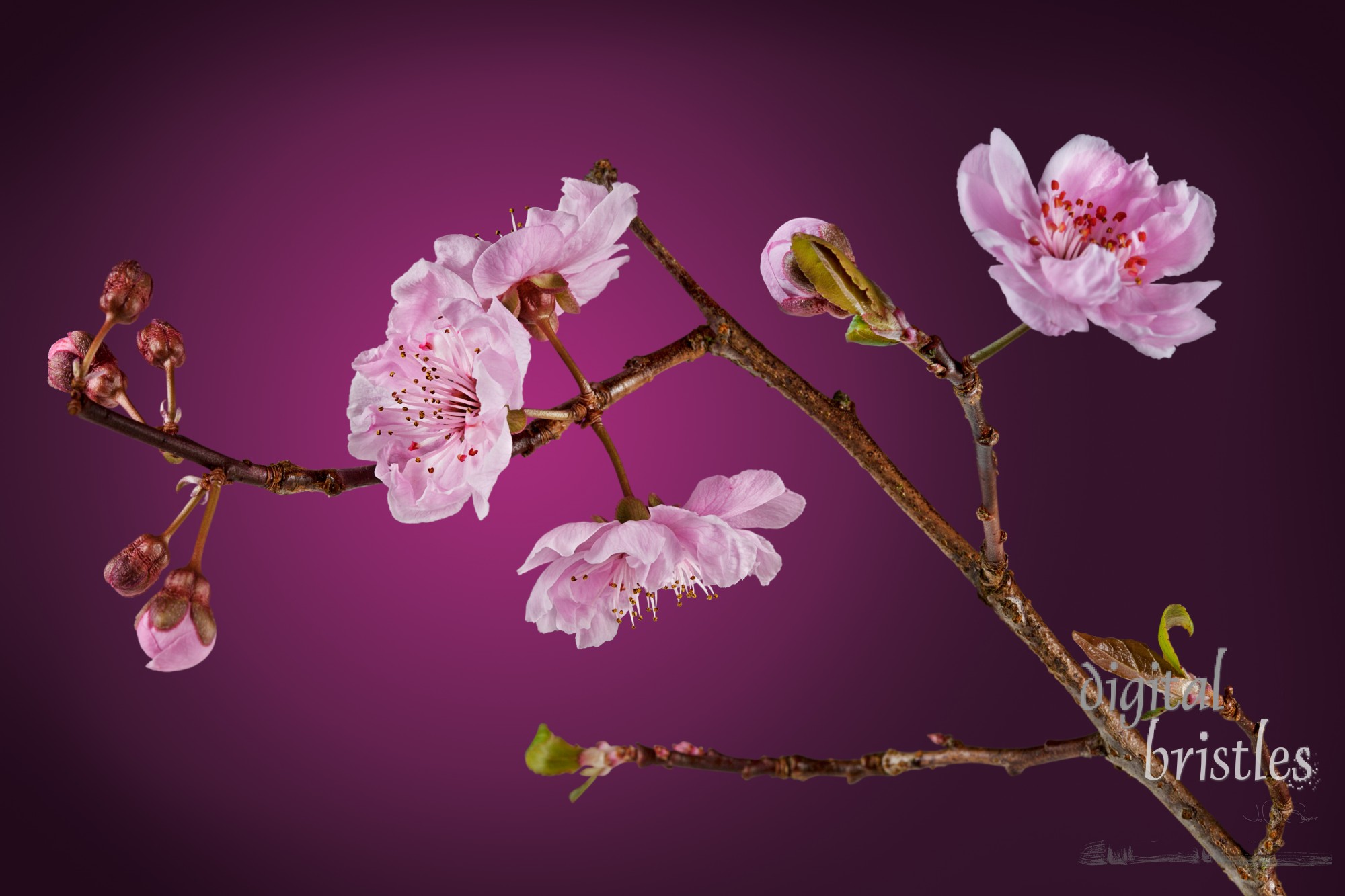 Blossoms from a flowering plum tree. With clipping path. Purple Leaf Plum  (Prunus cerasifera - Thundercloud)