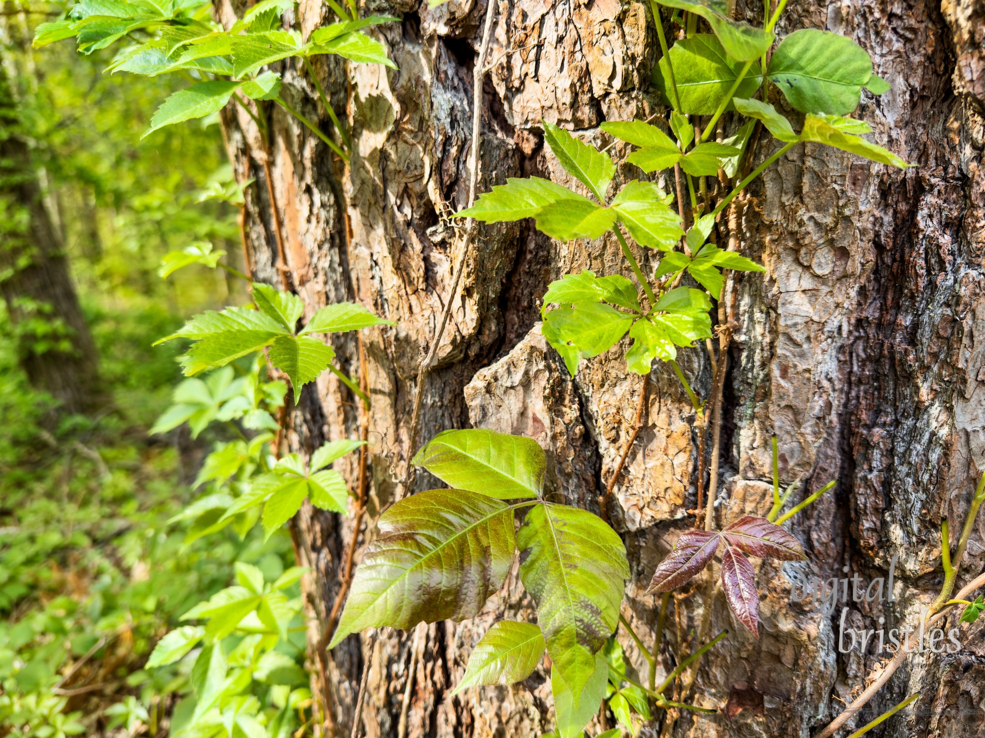 Harmless Virginia Creeper and toxic Poison Ivy climbing up a tree trunk in the woods, side by side