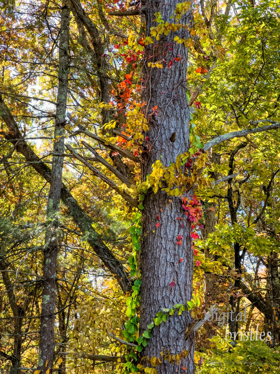 Vivid autumn colors for poison ivy wind around a pine tree trunk