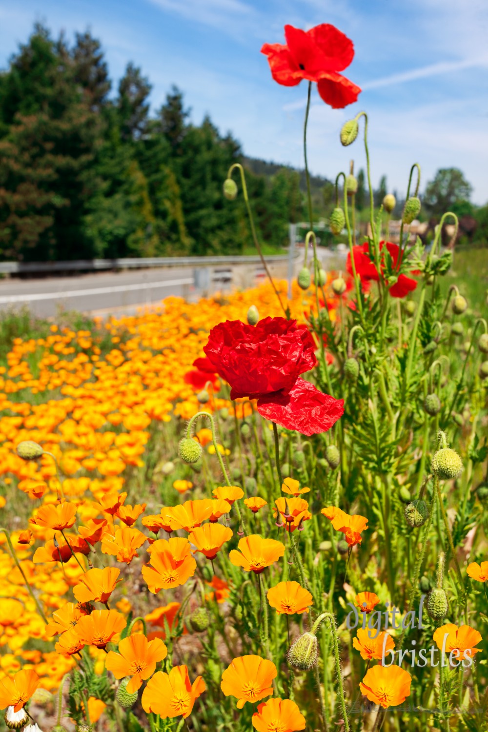 Orange and red poppies beside a road, late Spring