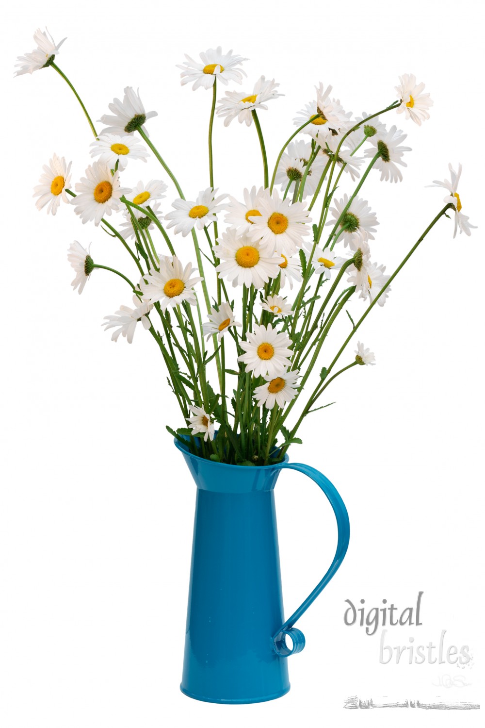 White oxeye daisies in a turquoise enamel jug