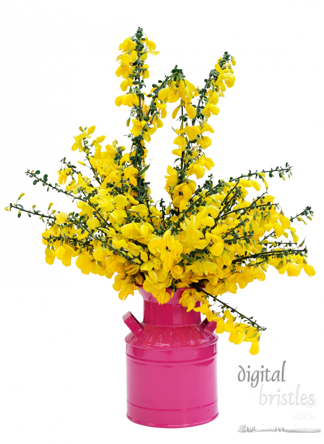 Broom flowers in an enamel vase