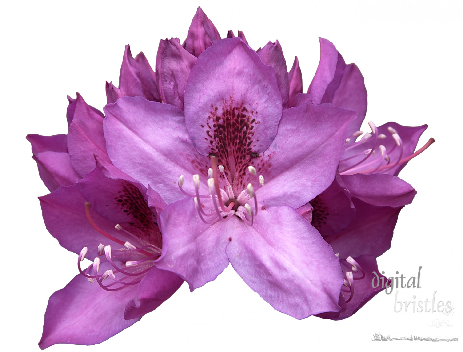 Isolated purple rhododendron flowers