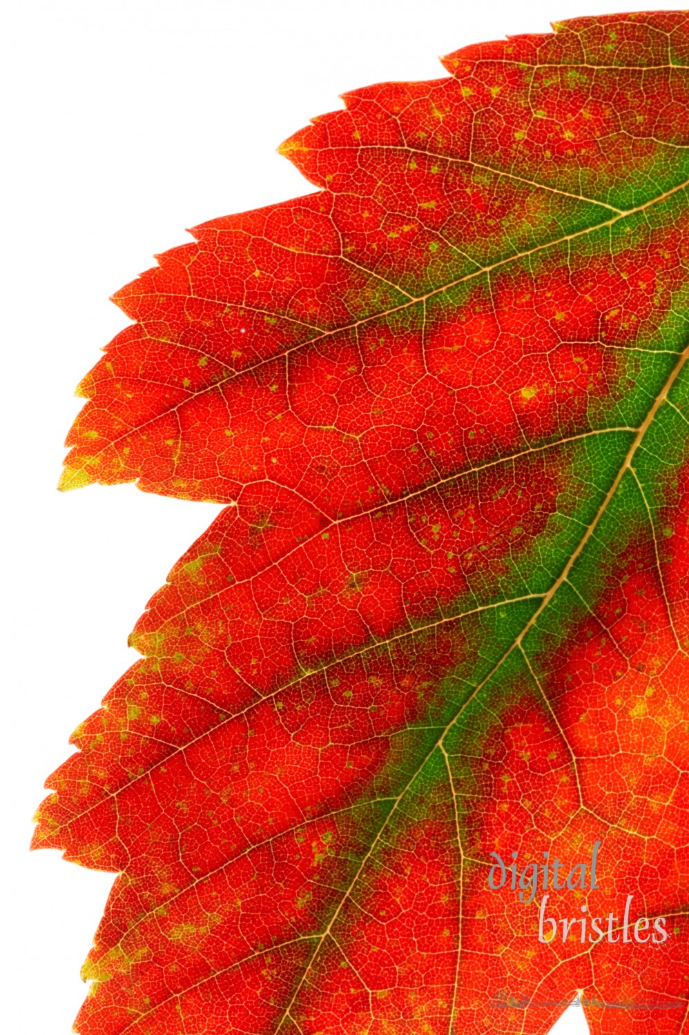 Detail of a vivid fall maple leaf