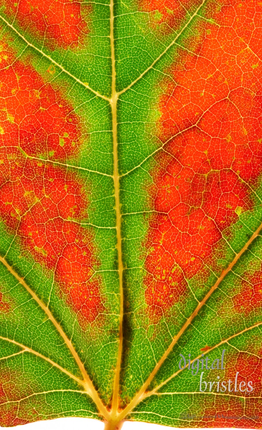 Macro shot of fall leaf with road-map veins