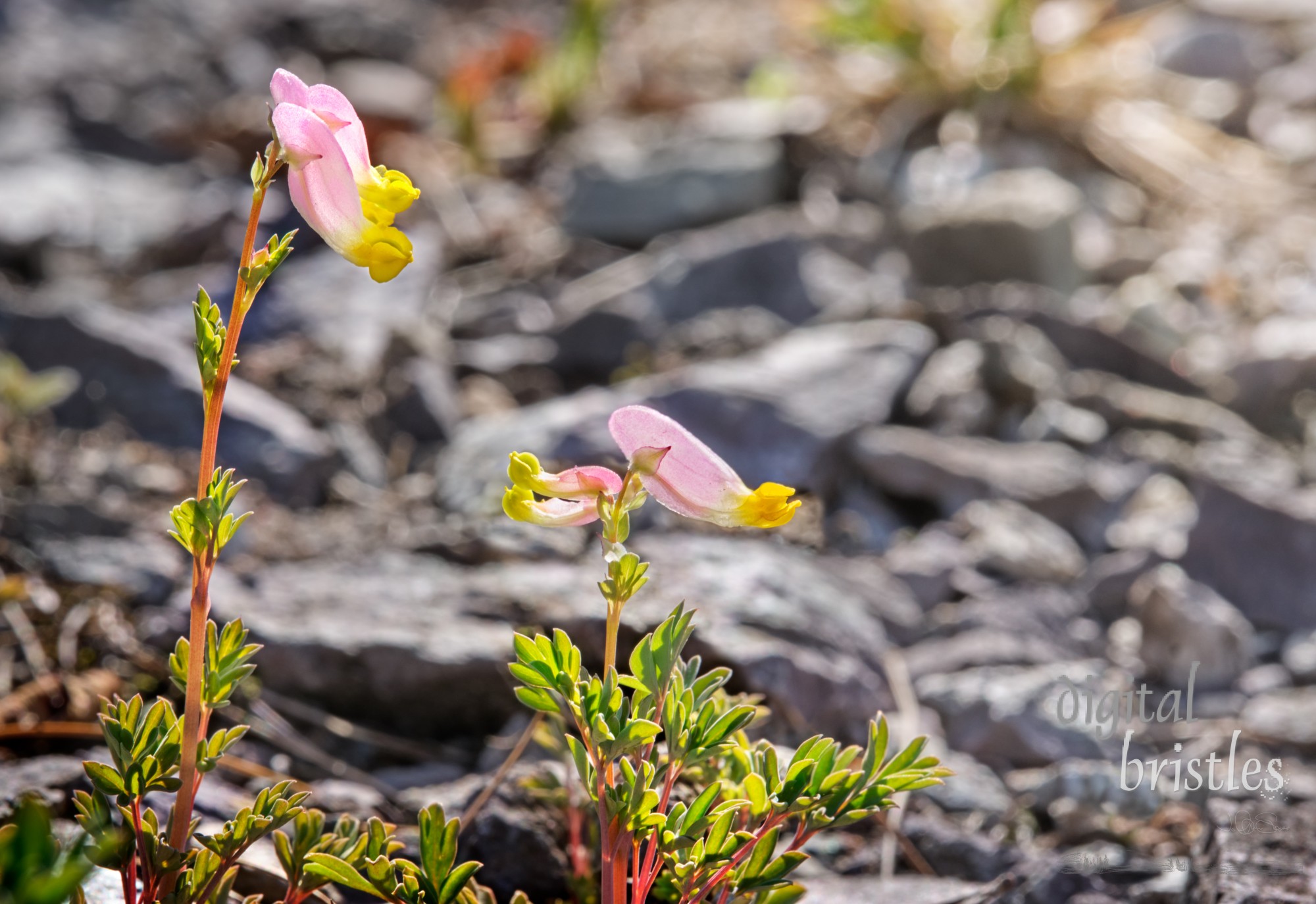 Rock Harlequin (Pink corydalis) flowers push up through rocks in early Spring sunshine