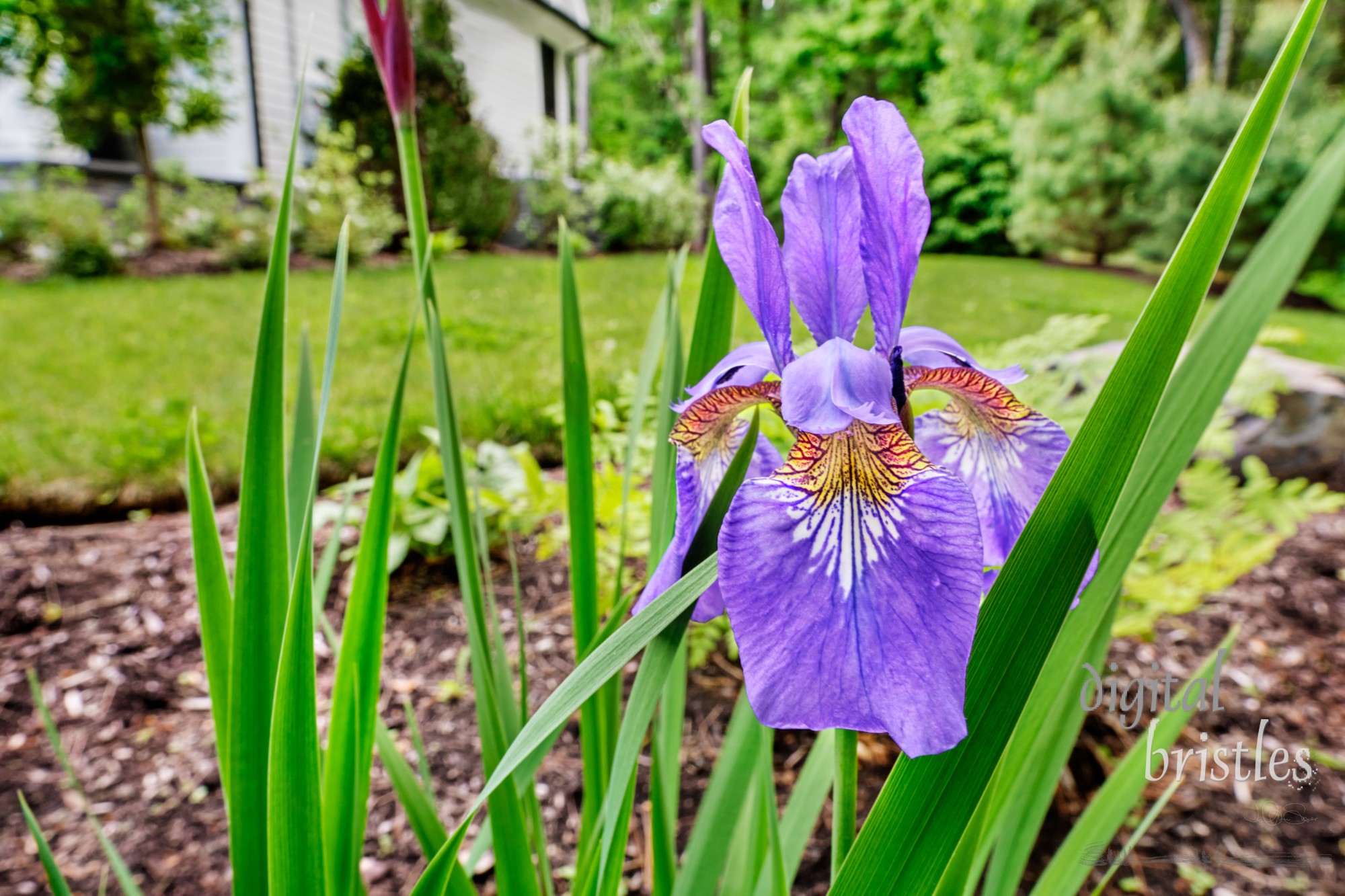 Pretty and delicate iris flower on a late Spring morning in a suburban garden