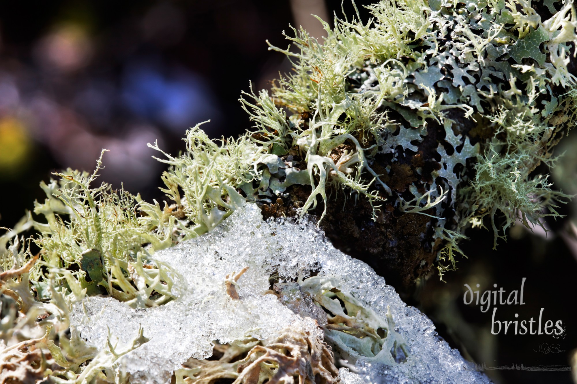 Mini forest of lichens on a branch. Focus stacking gives large depth of field