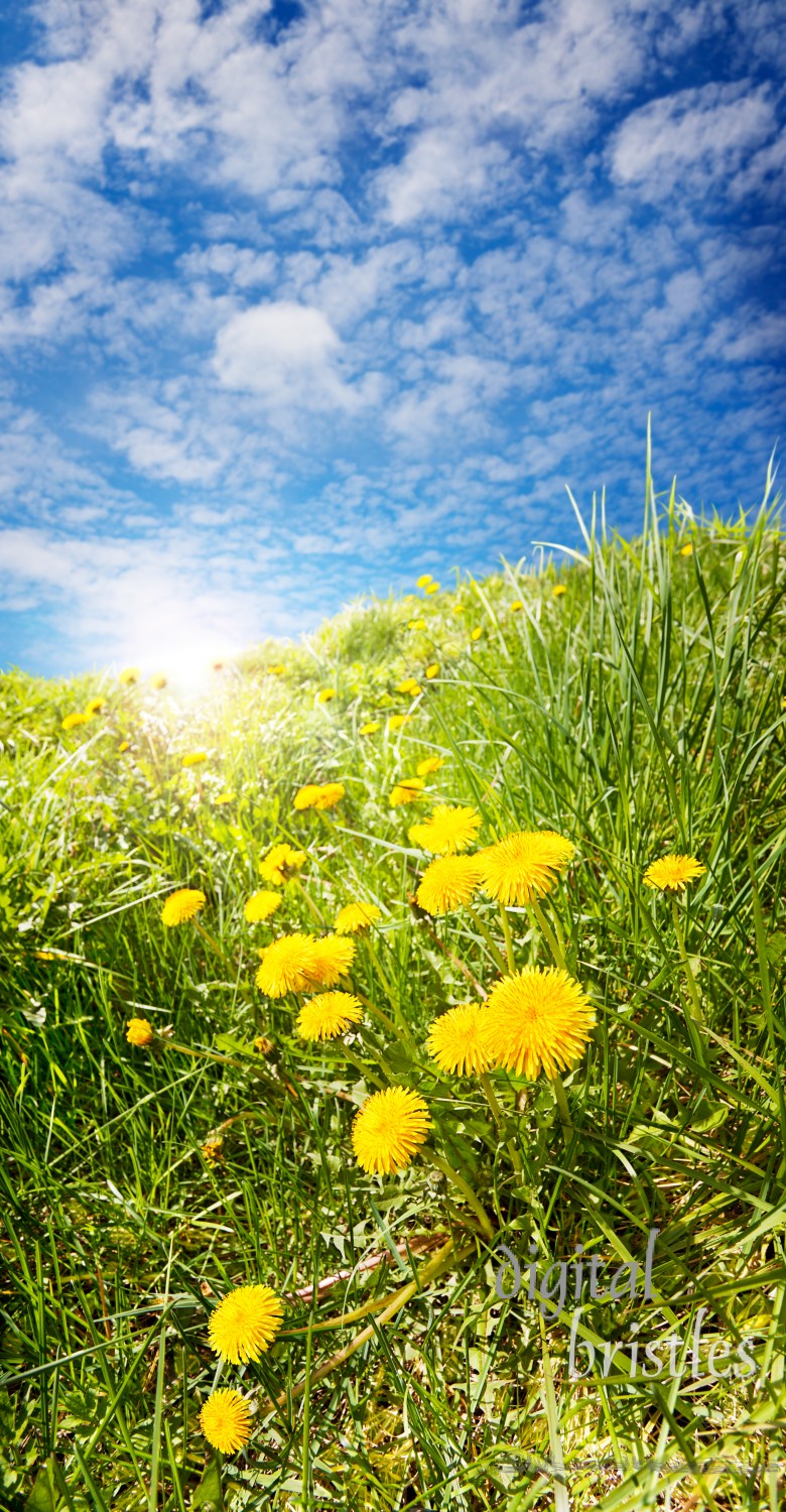 Dandelions soaking up the sun on a Spring afternoon