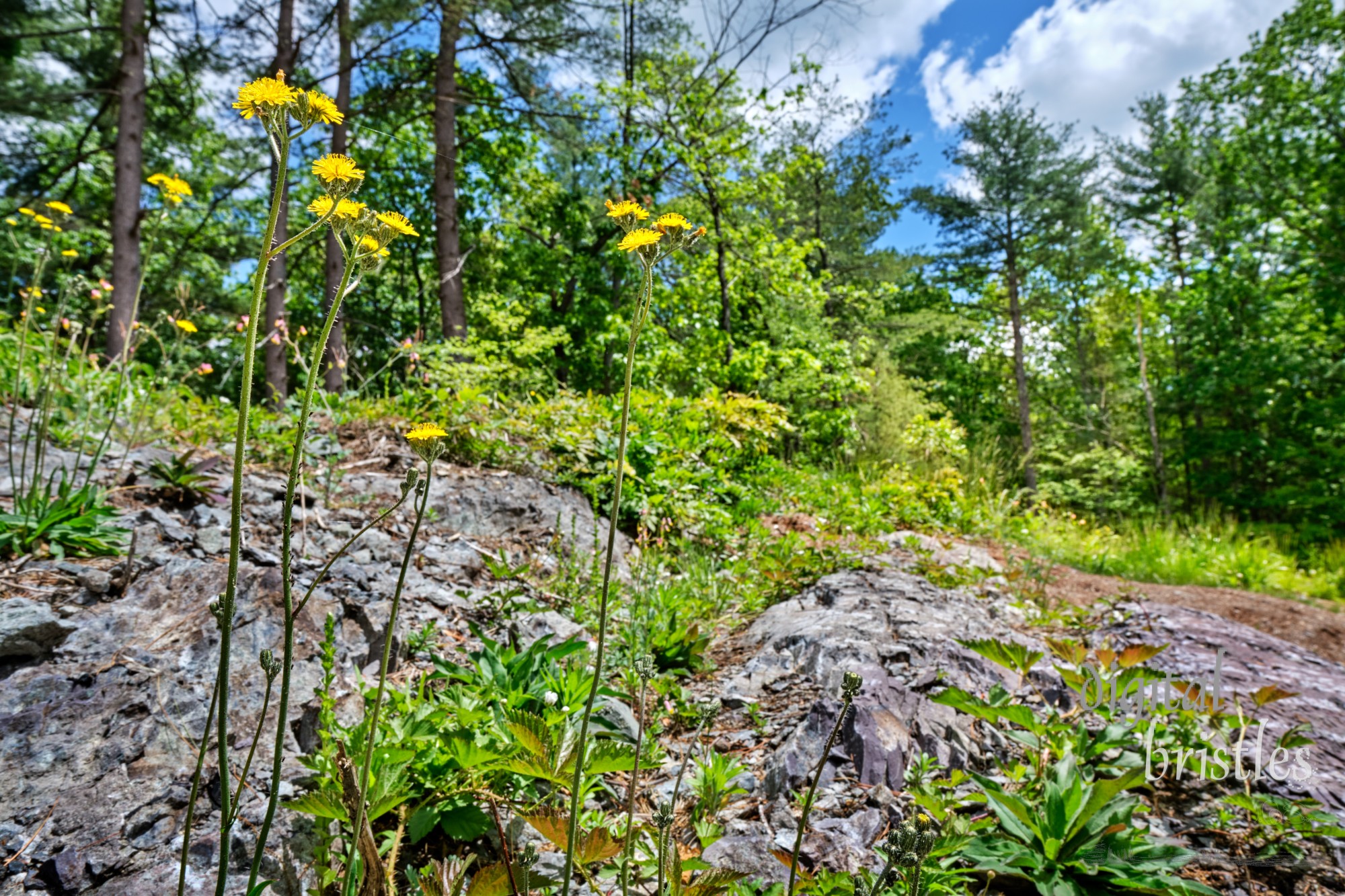 Rocky area in suburban back garden surrounded by trees and full of wildflowers - yellow hawkweed, rock harlequin, blackberry brambles