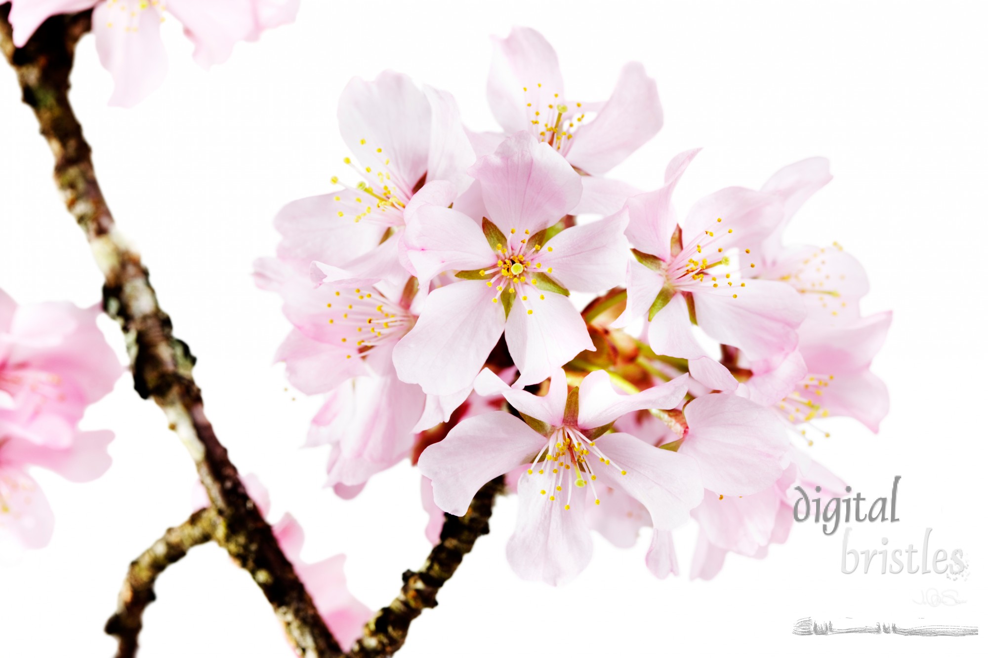 Spray of pink cherry blossoms