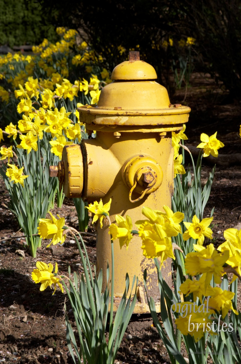 Fire hydrant among the daffodils