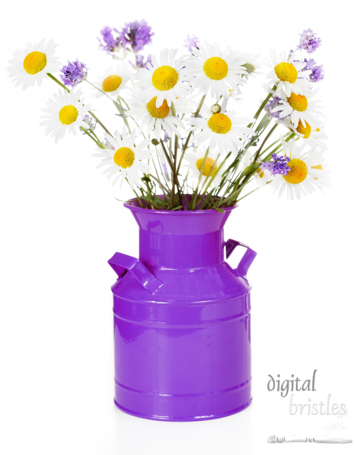 Vase of oxeye daisies & lavender