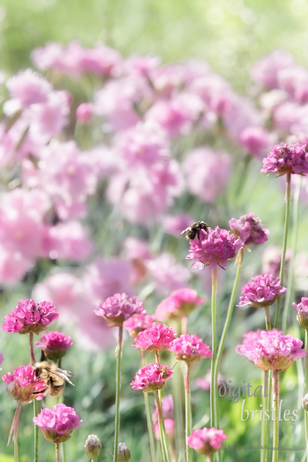 Busy bees on a sunny summer morning in the garden