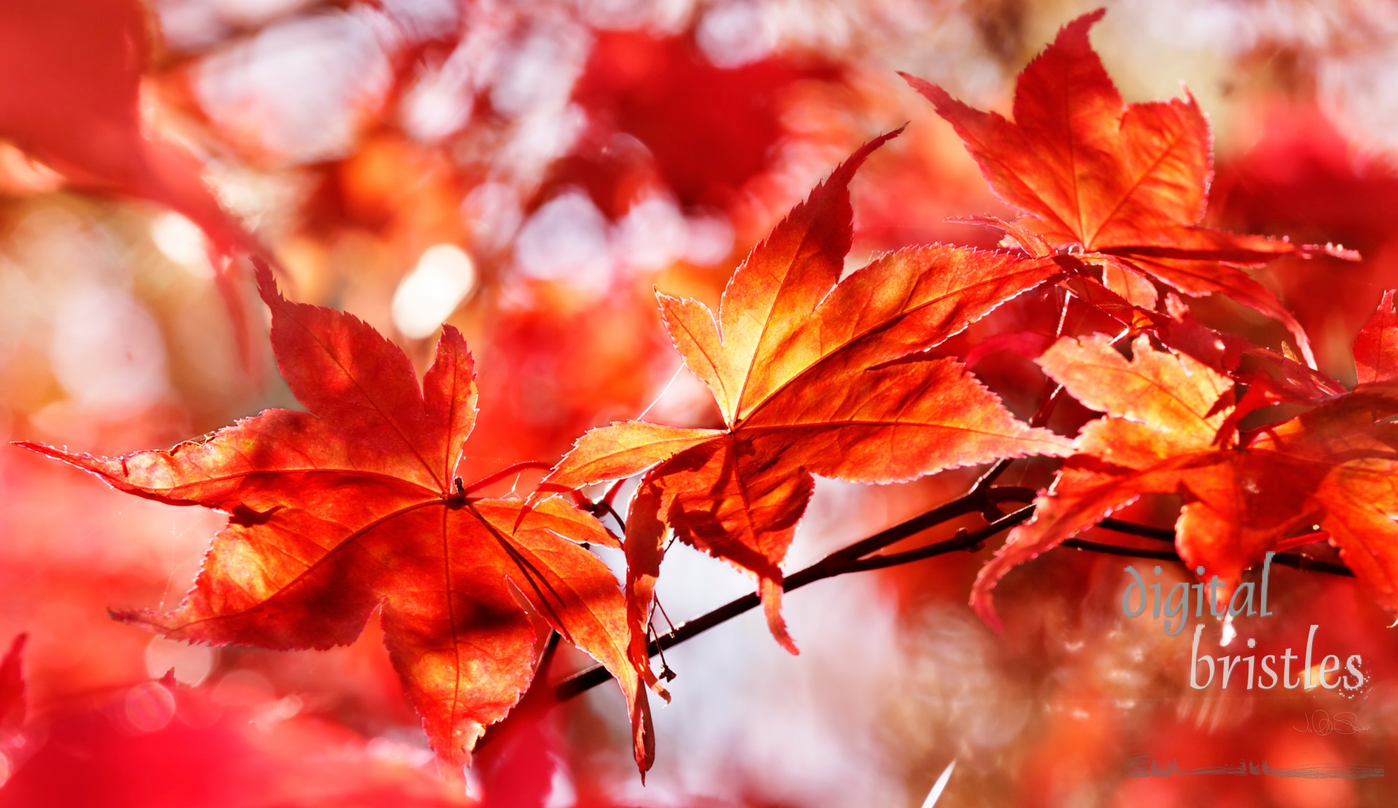 Sunlight on fall-reddened Japanese Maple leaves