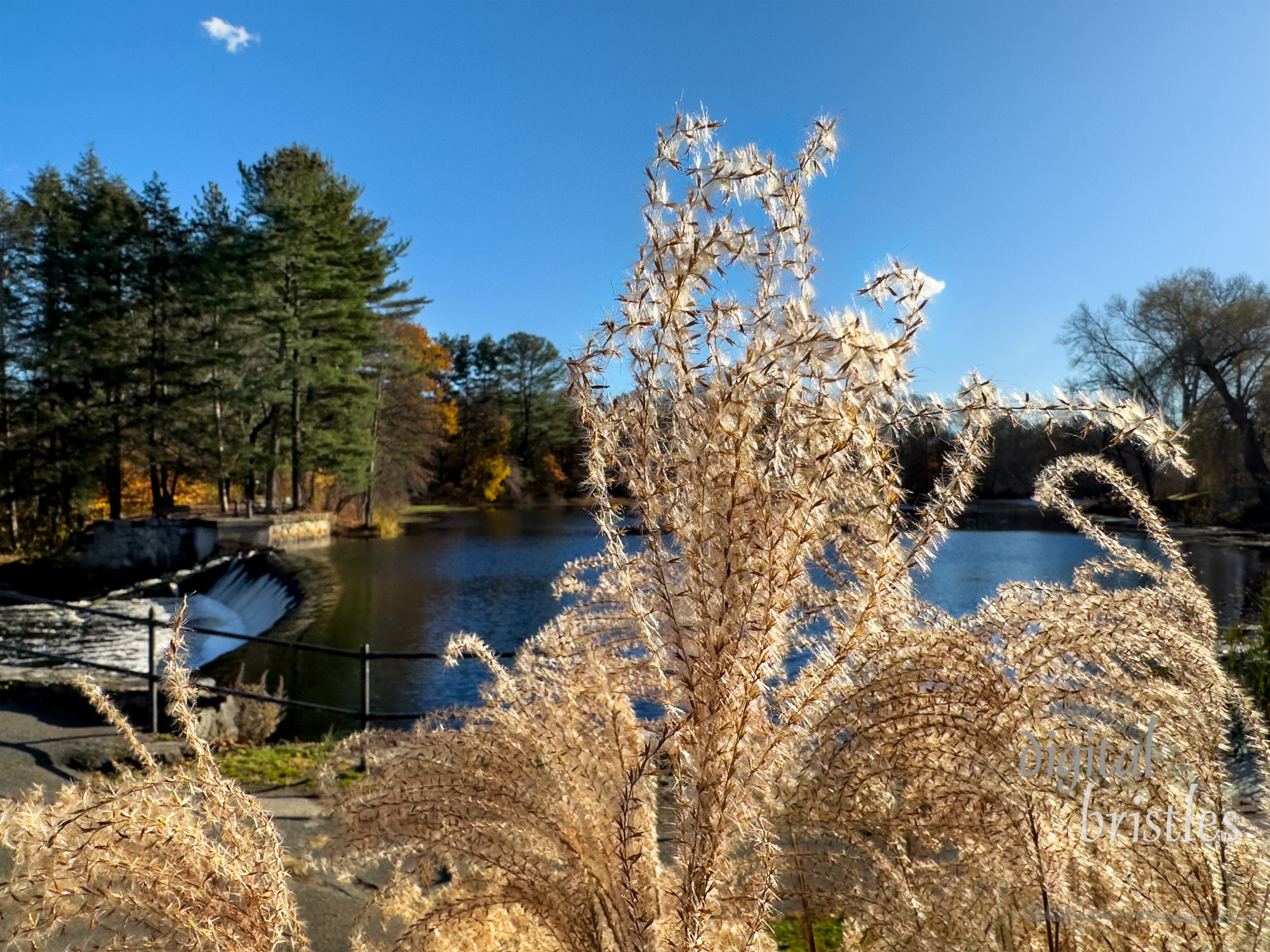 Dwarf Maiden Grass seeds in afternoon sunshine at South Natick Dam Park