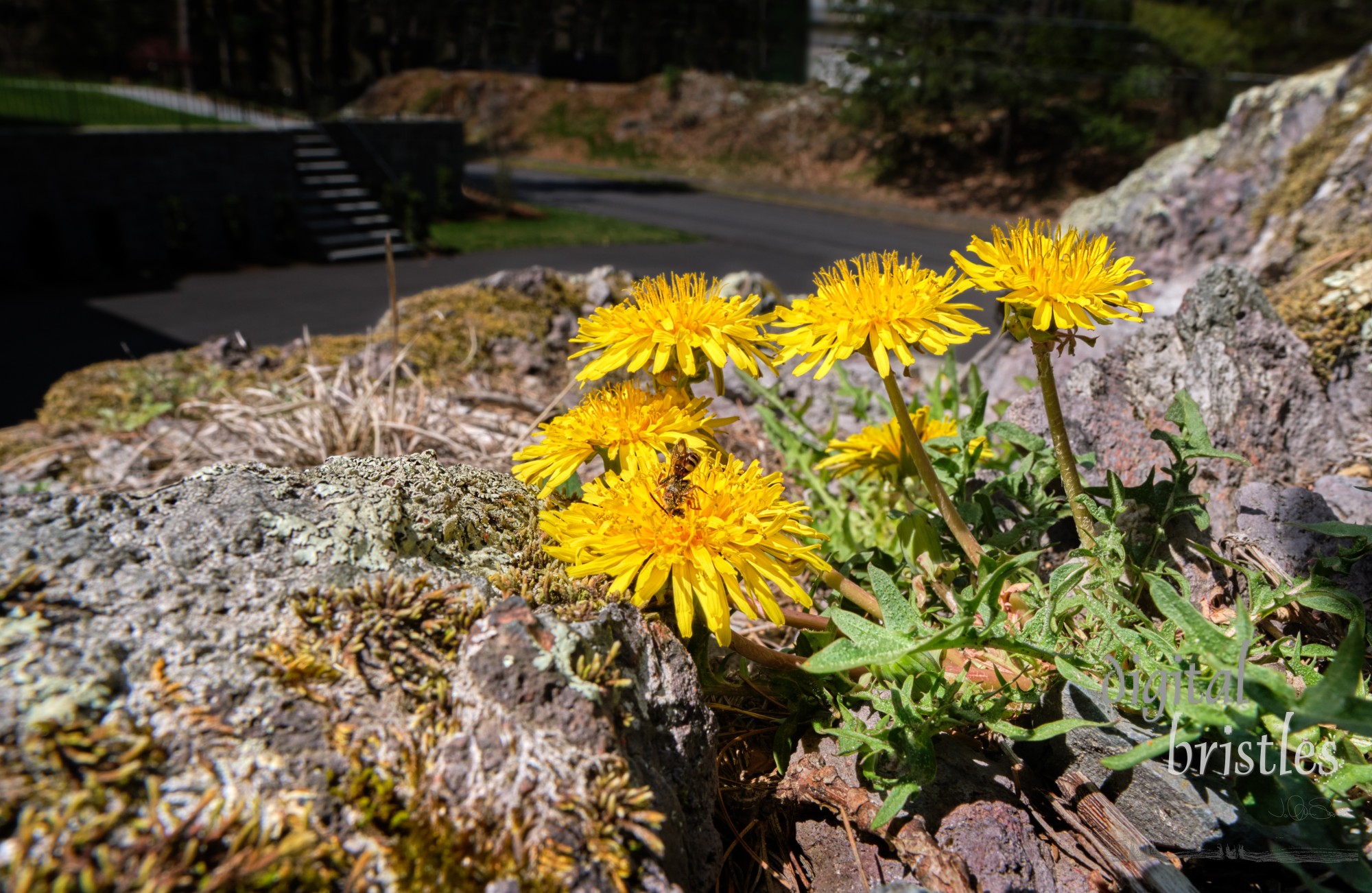 Dandelion nectar is buried deep, so this sweat bee has to dive for it