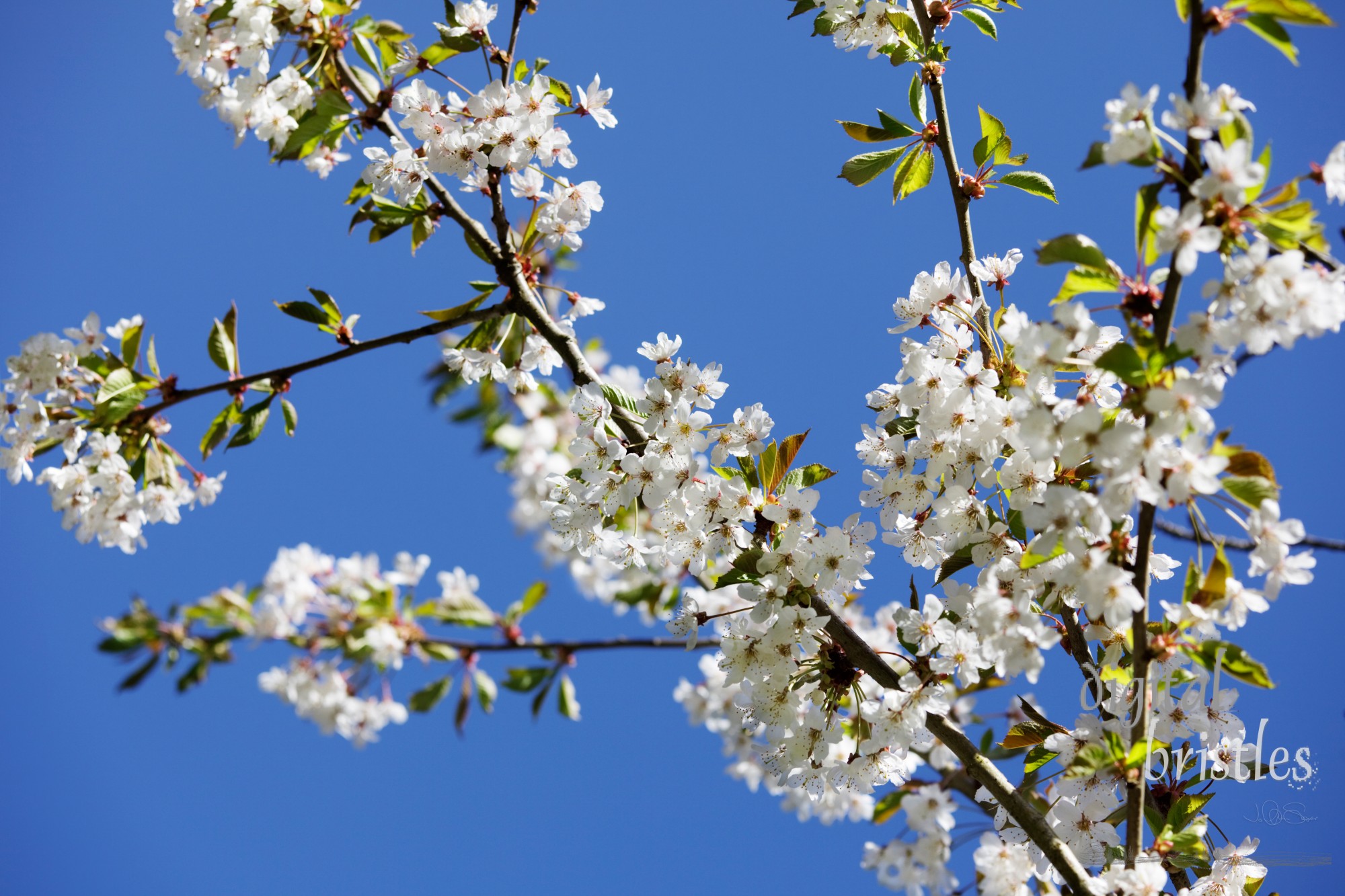 Flowering pear blossoms in the Spring sunshine