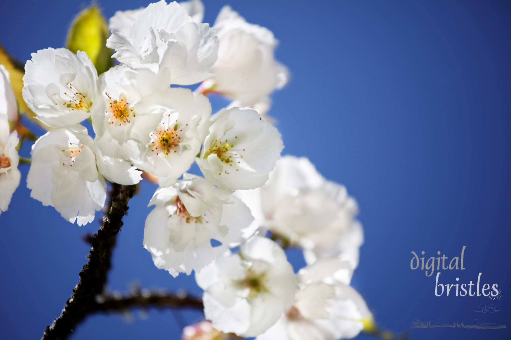 Flowering pear blossoms in the Spring sunshine