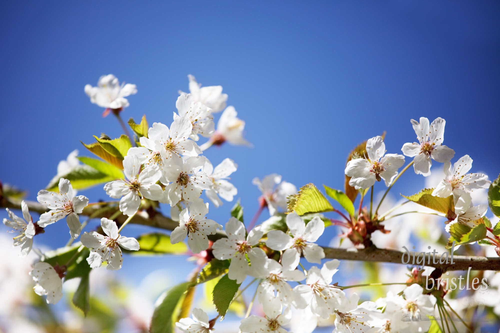 Flowering pear blossoms in the Spring sunshine