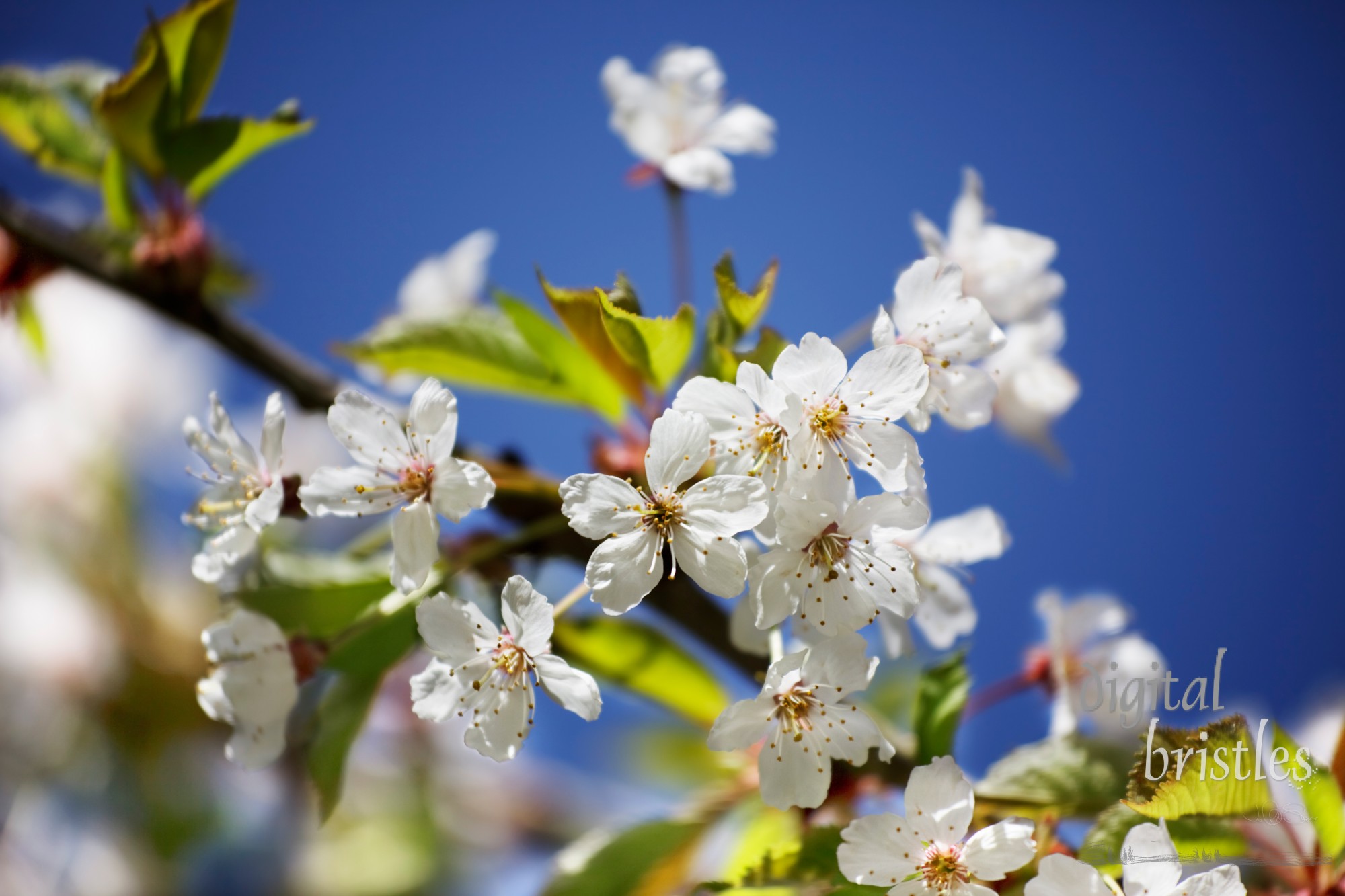 Flowering pear blossoms in the Spring sunshine