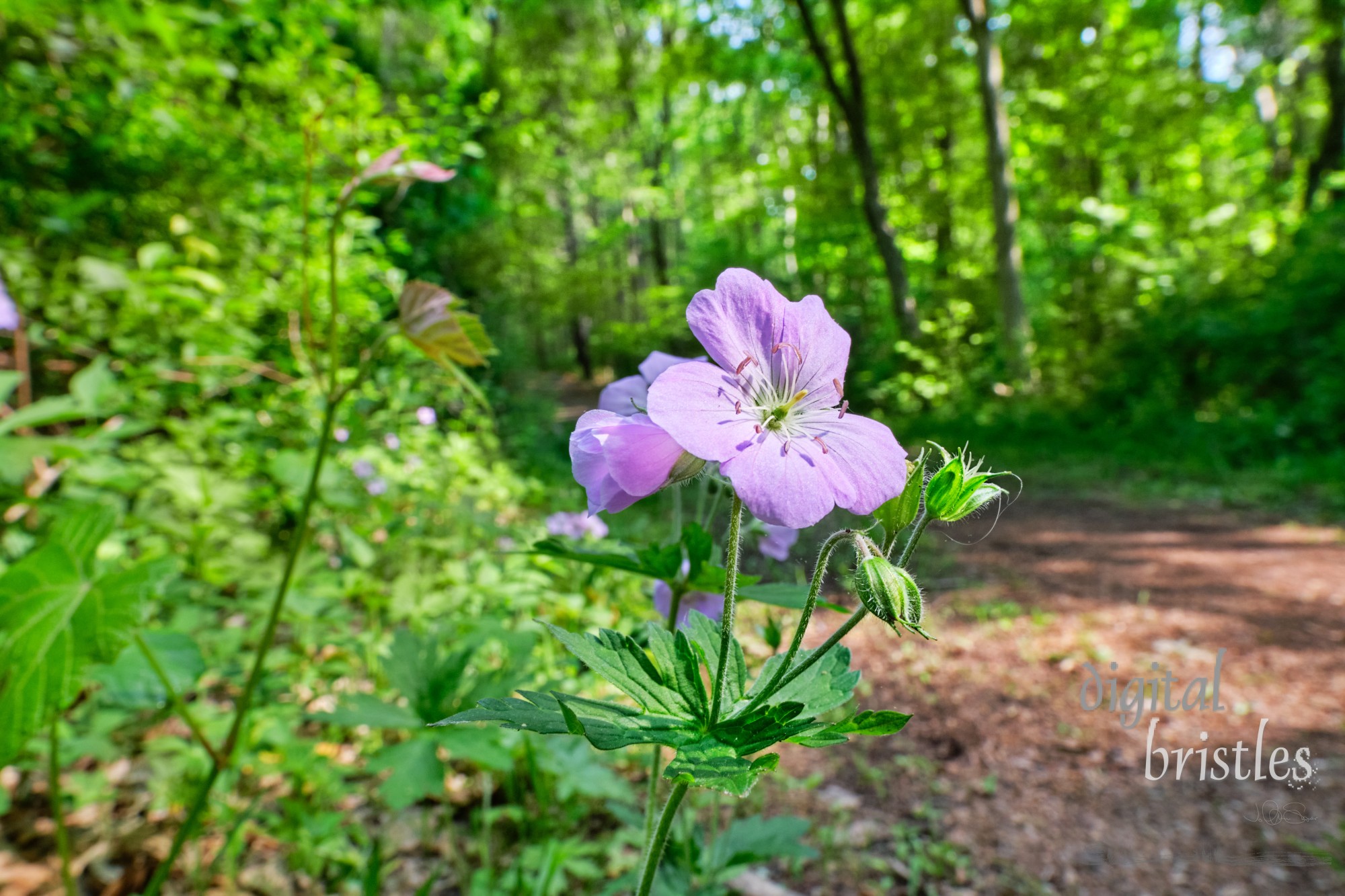 Wild geraniums growing on the edge of a trail through the Needham Town Forest